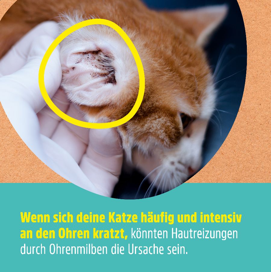 Nahaufnahme eines Katzenohrs. Gelber Kreis um das Ohr. Text: Wenn sich Ihre Katze kratzt, könnten Ohrmilben die Ursache sein.