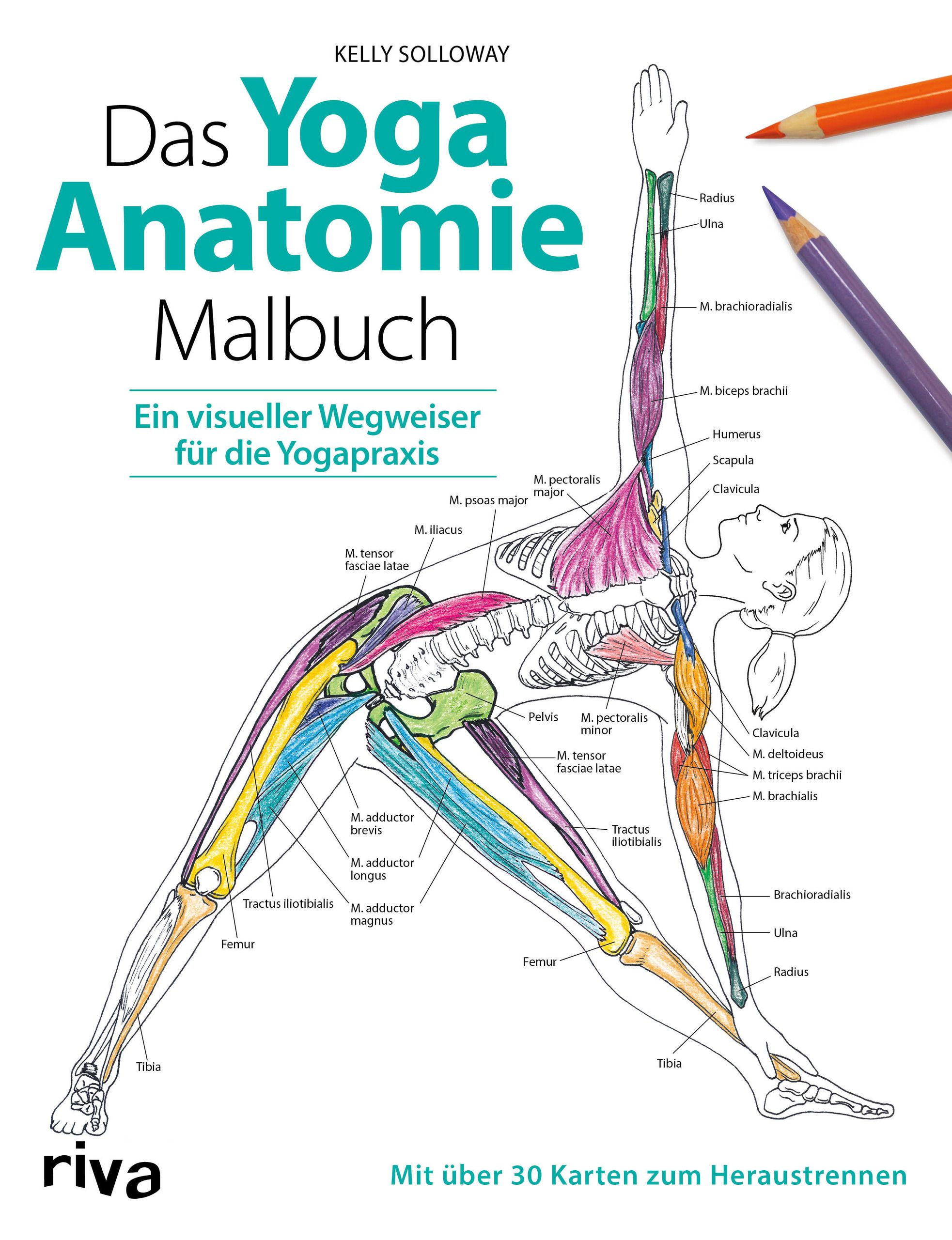 Das Yoga-Anatomie-Malbuch Ein visueller Wegweiser für die Yogapraxis. Mit über 30 Karten zum Hera...