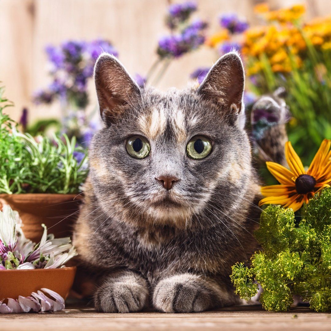 Katze mit grau-weißem Fell, sitzt vor Blumen und Kräutern in Töpfen. Blick in die Kamera.