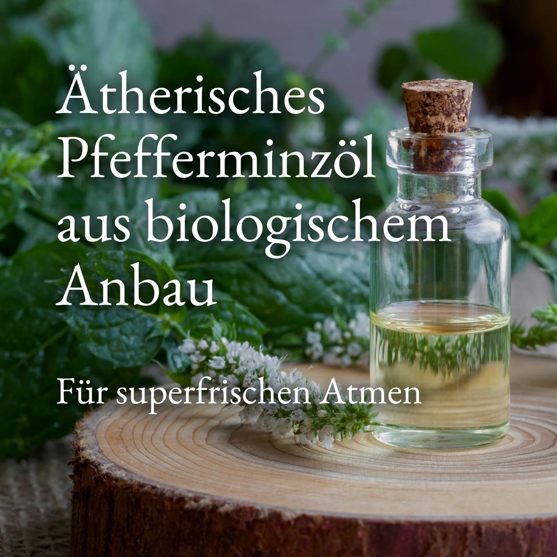 Eine kleine Glasflasche mit ätherischem Pfefferminzöl aus biologischem Anbau. Der Flaschenhals ist mit einem Korken verschlossen. Auf einem Holzstück sind grüne Blätter und weiße Blüten zu sehen. Der Text lautet: Für superfrischen Atem.