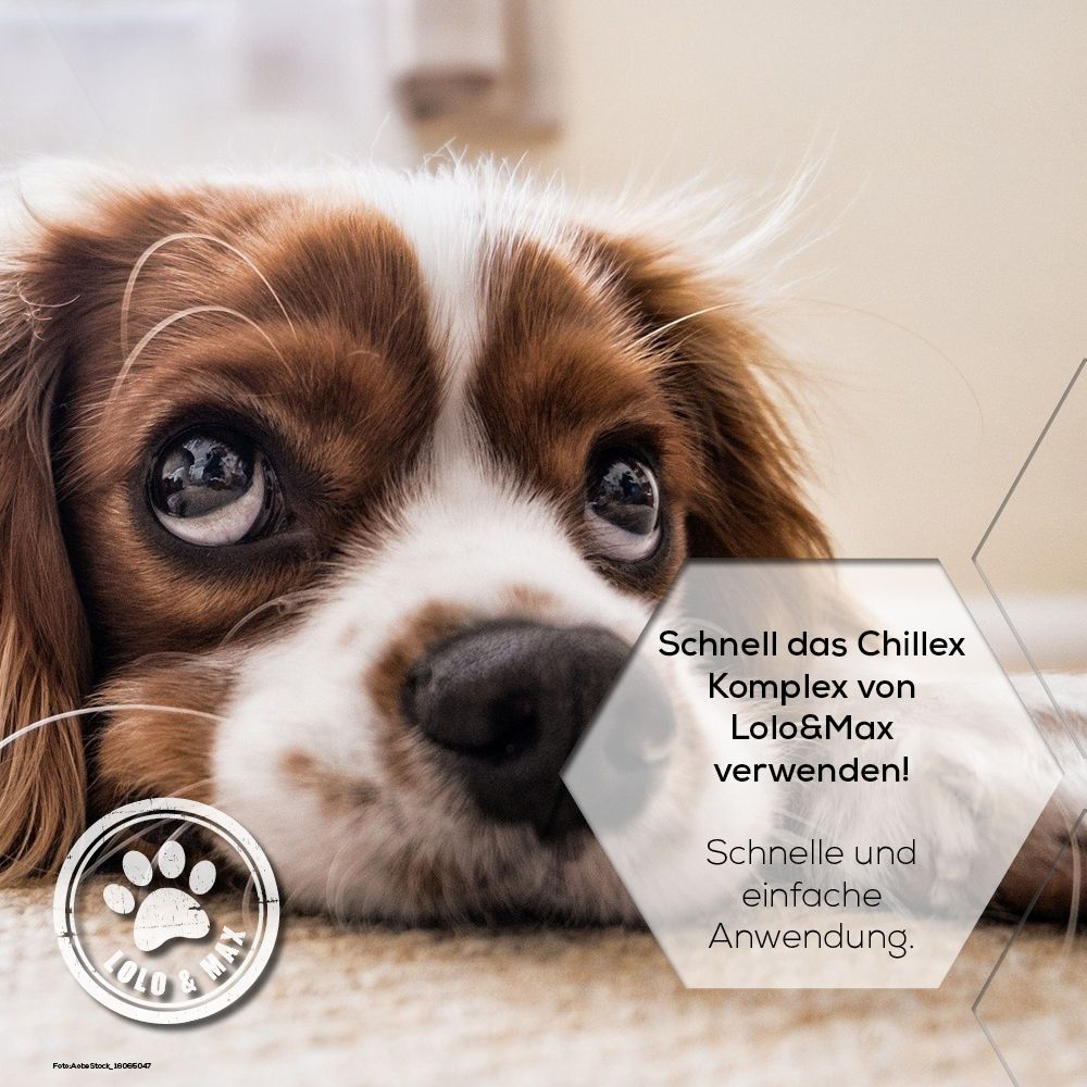 Ein Hund mit traurigem Blick. Text: Schnell das Chillex Komplex von Lolo & Max verwenden! Schnelle und einfache Anwendung. Logo: Lolo & Max mit Pfote.