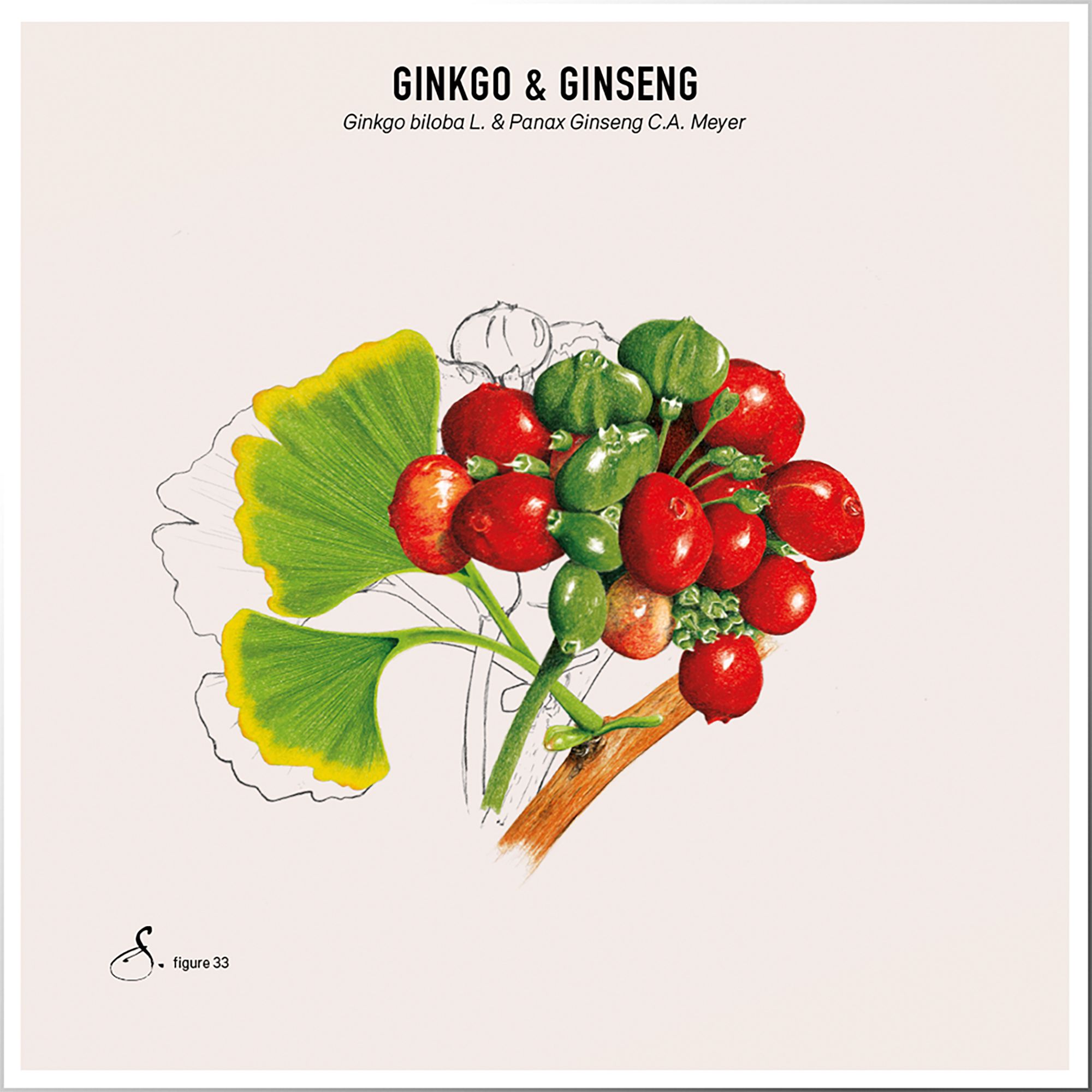 Illustration von Ginkgo-Zweigen mit Blättern, roten und grünen Beeren.