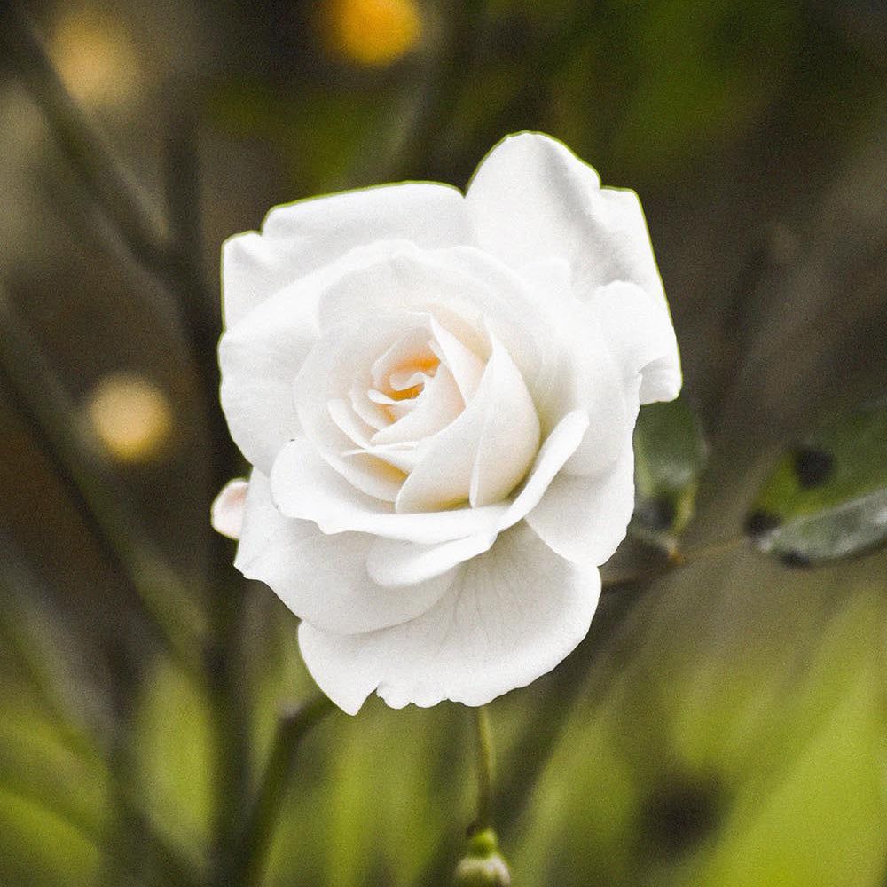 Eine einzelne weiße Rose mit zarten Blütenblättern, die Frische und Duft symbolisiert.