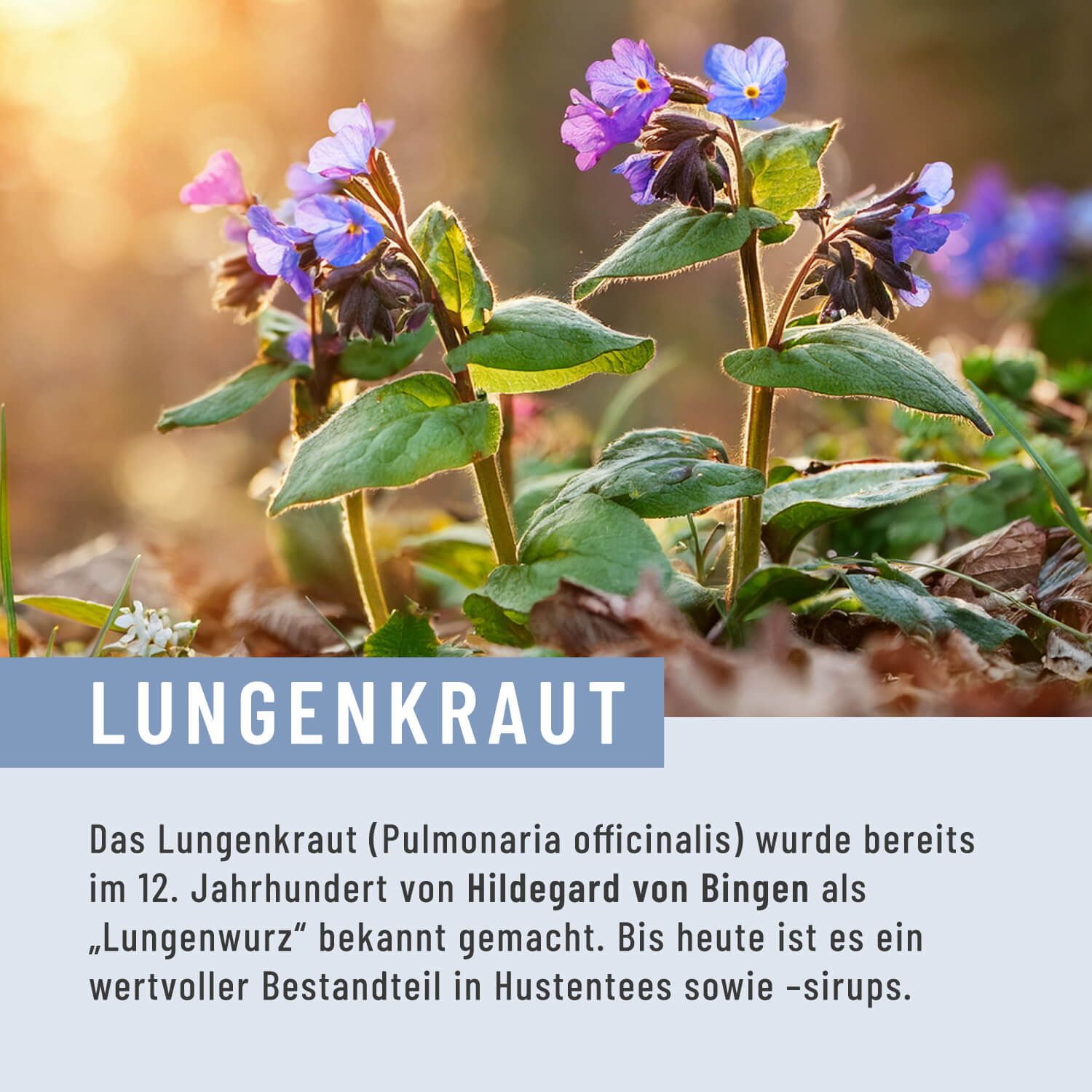 Blühendes Lungenkraut (Pulmonaria officinalis) in natürlicher Umgebung.