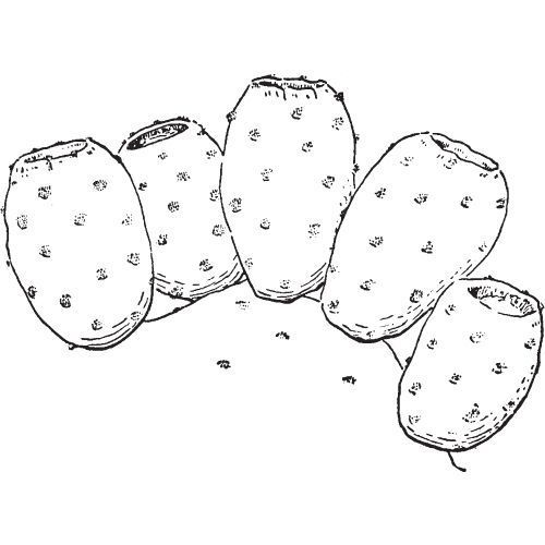 Alteya Organics Kaktusfeigenöl 100%