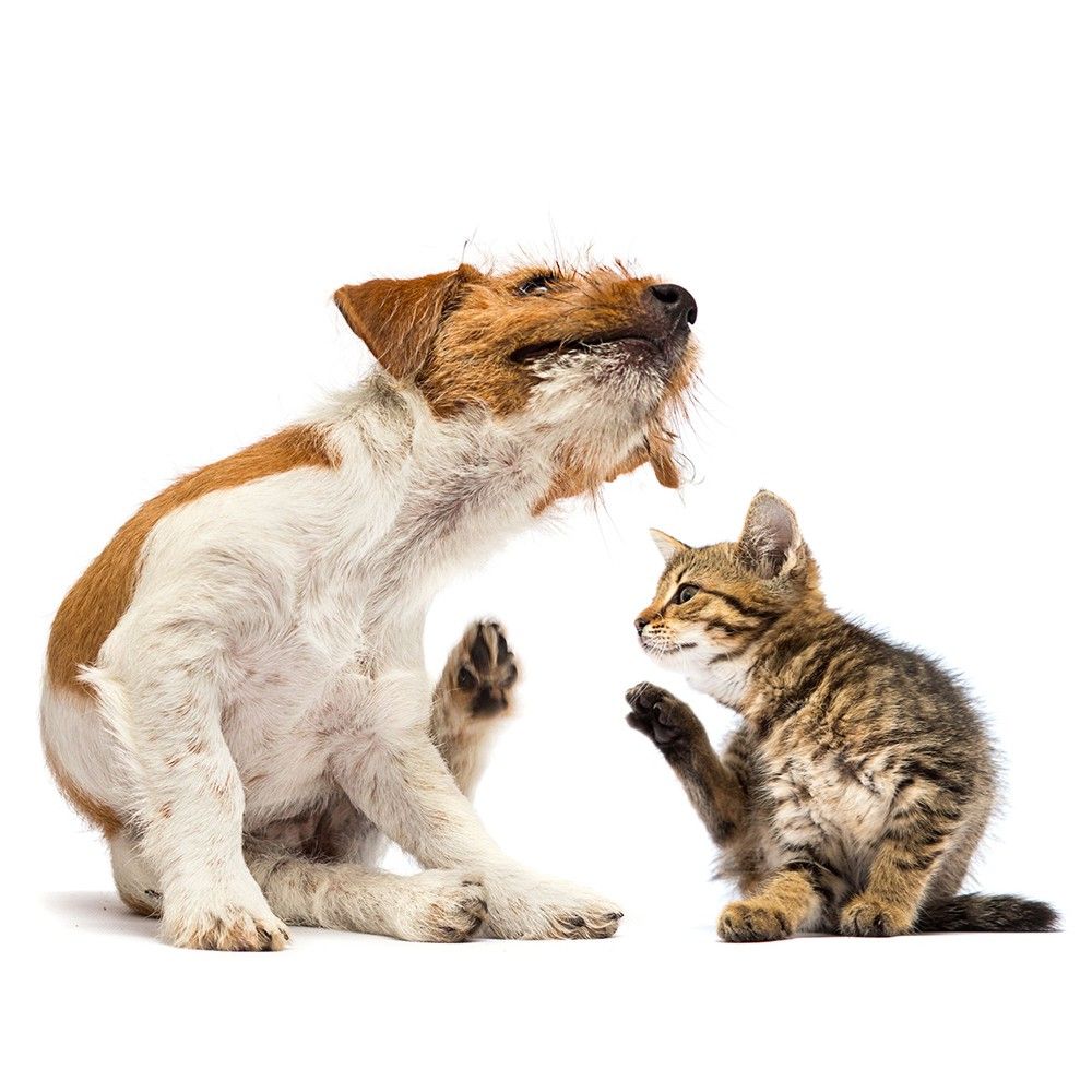 Hund kratzt sich, Katze schaut. Hund: weiß-braunes Fell. Katze: getigertes Fell. Beide sitzen auf weißem Hintergrund.
