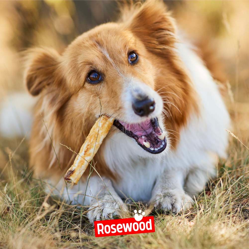 Hund mit einem Chewy Stick im Maul. Rosewood-Logo unten rechts. Der Stick ist hellbraun und länglich.