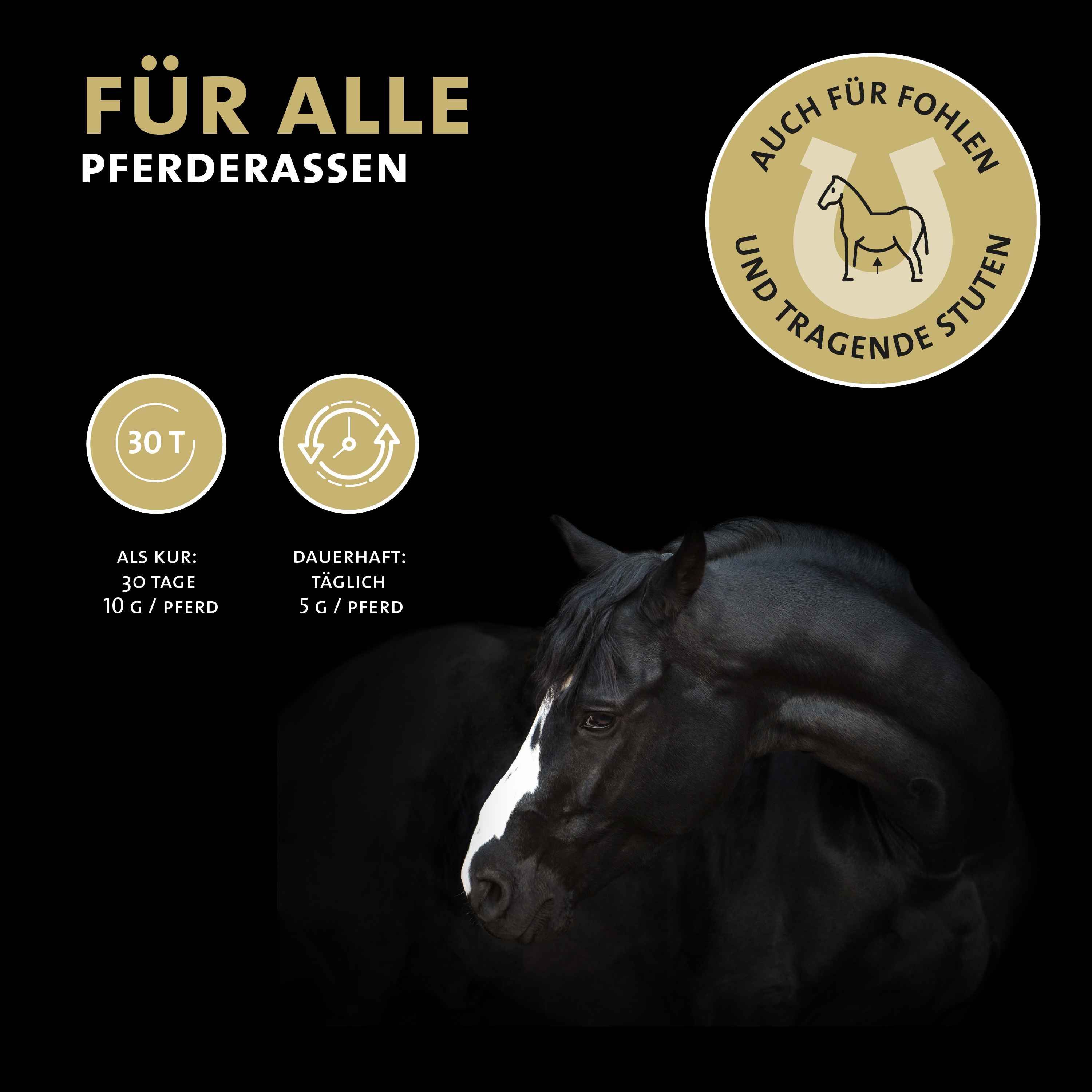 Schwarzes Pferd. Text: Für alle Pferderassen, auch für Fohlen und tragende Stuten. Dosierung.