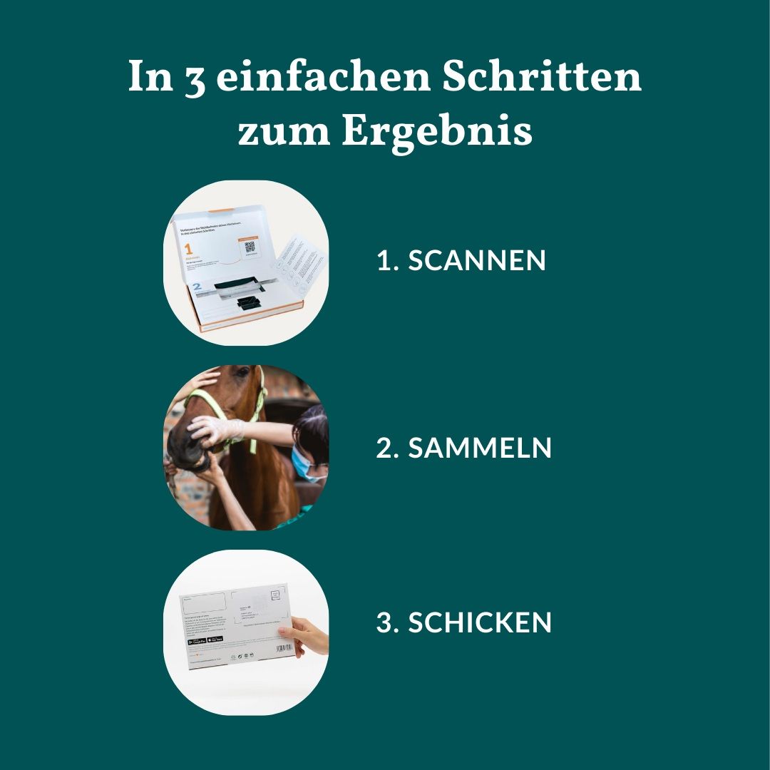 Anleitung in drei Schritten: Scannen, Sammeln, Schicken.