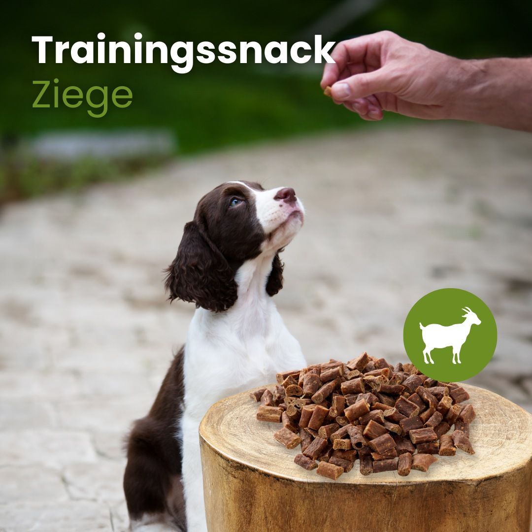 Ein Hund schaut erwartungsvoll zu einem Menschen, der ihm ein Leckerli aus Ziegenfleisch anbietet.