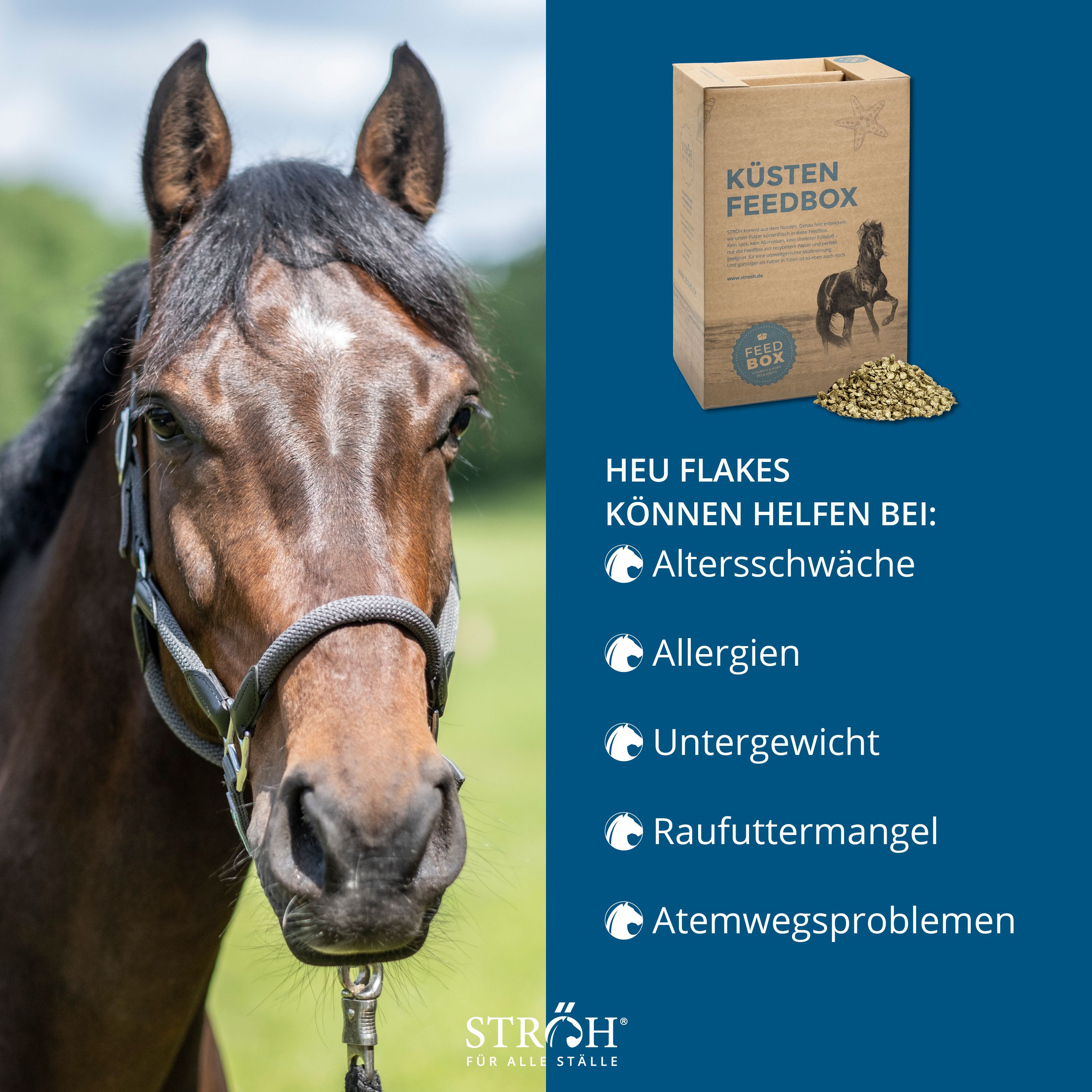 Pferd neben "Küsten Feedbox" Karton. Text über Heu Flakes und deren Vorteile bei verschiedenen Problemen. Logo "STRÖH".
