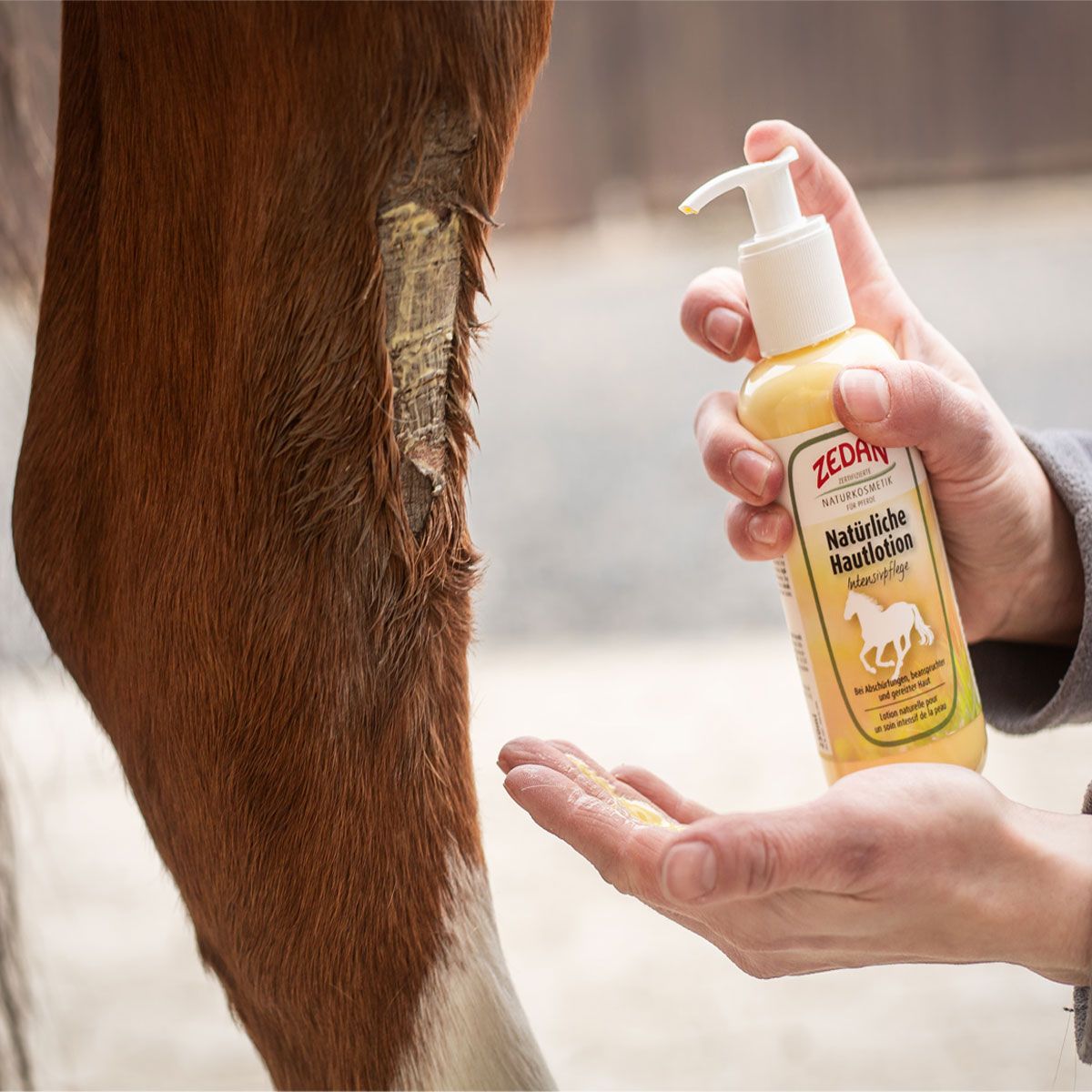 Eine Hand hält eine Spenderflasche Zedan Natürliche Hautlotion neben dem Bein eines Pferdes mit einer Hautirritation.