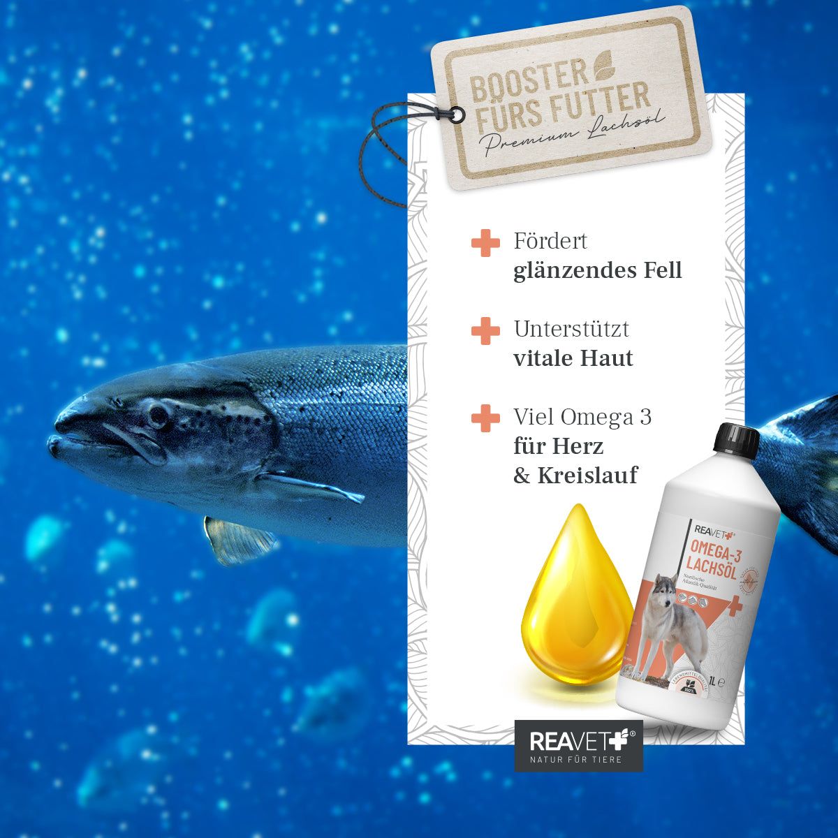 Grafik mit Fisch, Öltröpfchen und ReaVET Omega-3 Lachsöl Flasche. Text: Fördert glänzendes Fell, unterstützt vitale Haut.