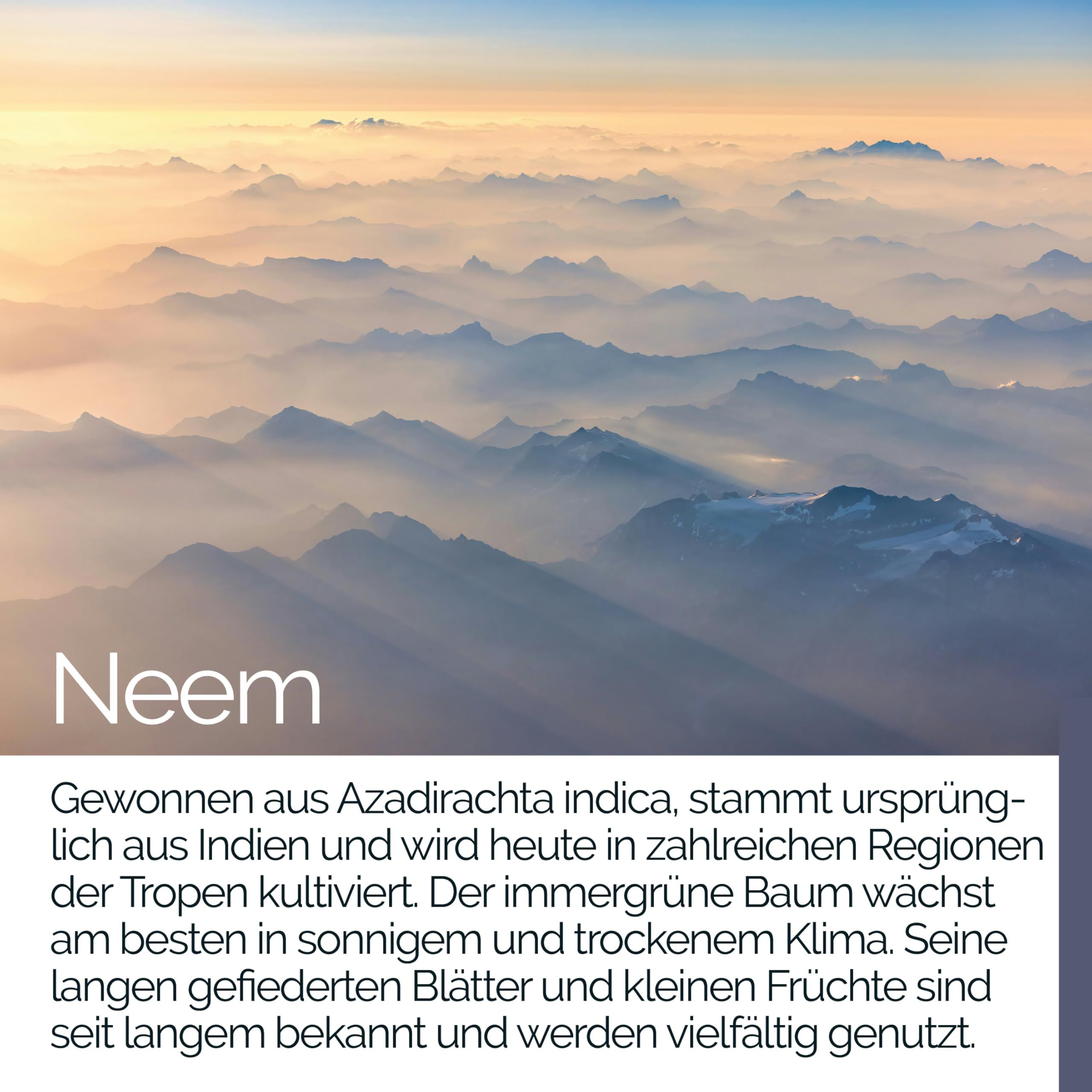 TAVI® Neem Frucht Extrakt Kapseln (Niem, Azadirachta indica 10:1)
