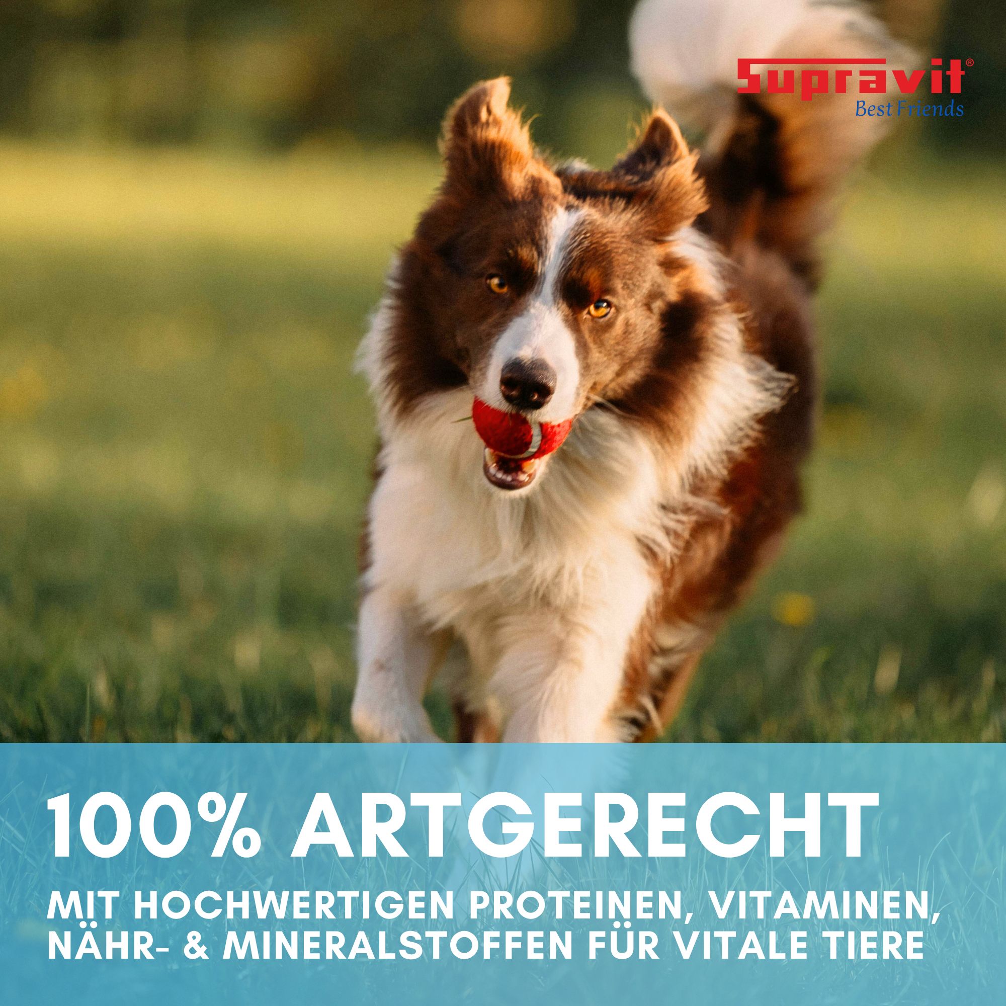Hund rennt mit rotem Ball im Maul. Text: 100% artgerecht. Mit hochwertigen Proteinen, Vitaminen, Nähr- & Mineralstoffen. Marke: Supravit.