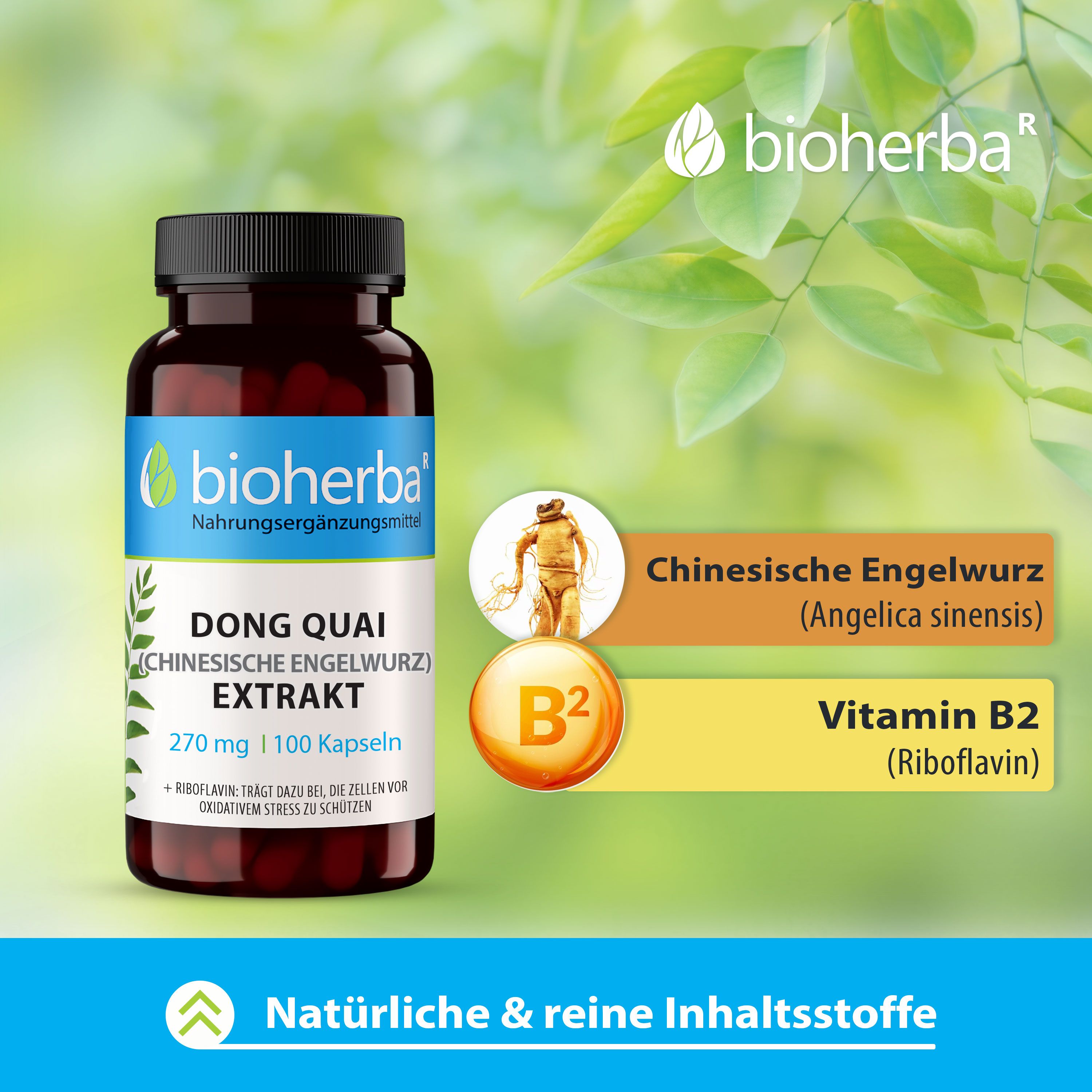 Bioherba Dong Quai (Chinesische Engelwurz) Extrakt Kapseln