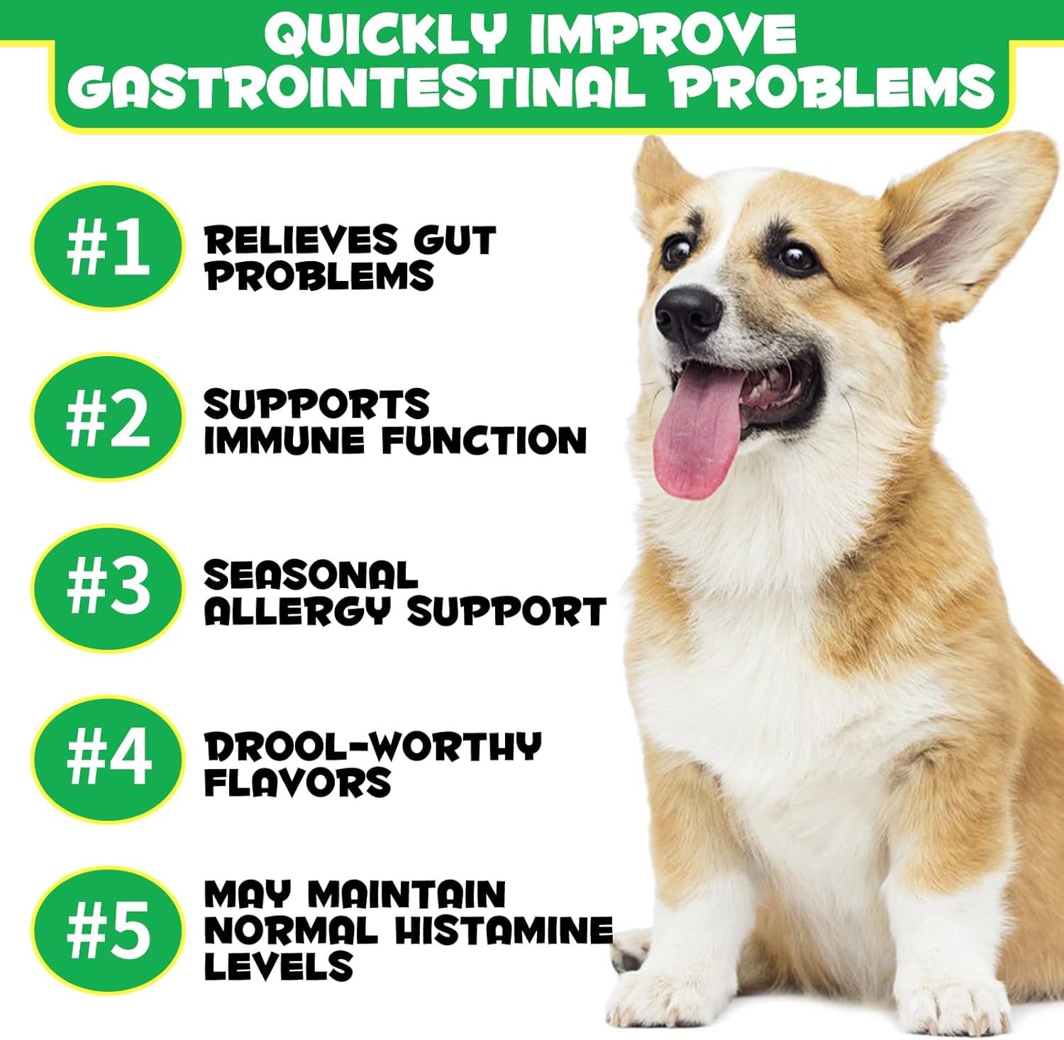 Corgi-Hund mit Zunge. Text: Verbessert schnell Magen-Darm-Probleme. 5 Vorteile in grünen Kreisen aufgelistet.