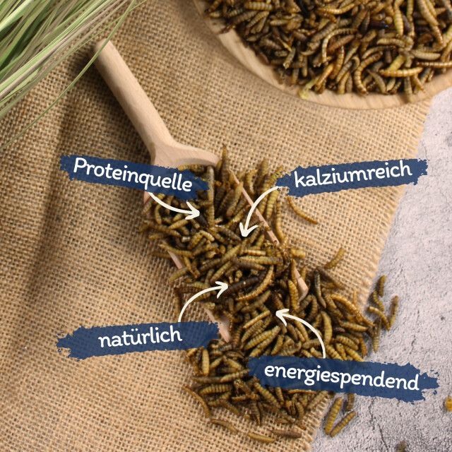 Nahaufnahme von Mehlwürmern auf einem Holzlöffel. Beschriftungen: Proteinquelle, kalziumreich, natürlich, energiespendend.