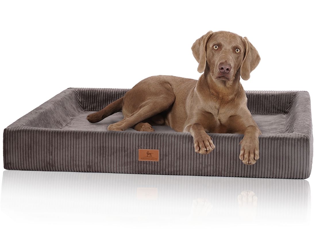 Hund liegt auf orthopädischem Hundebett. Graues, rechteckiges Bett mit Cord-Optik und erhöhtem Rand. Markenlogo sichtbar.