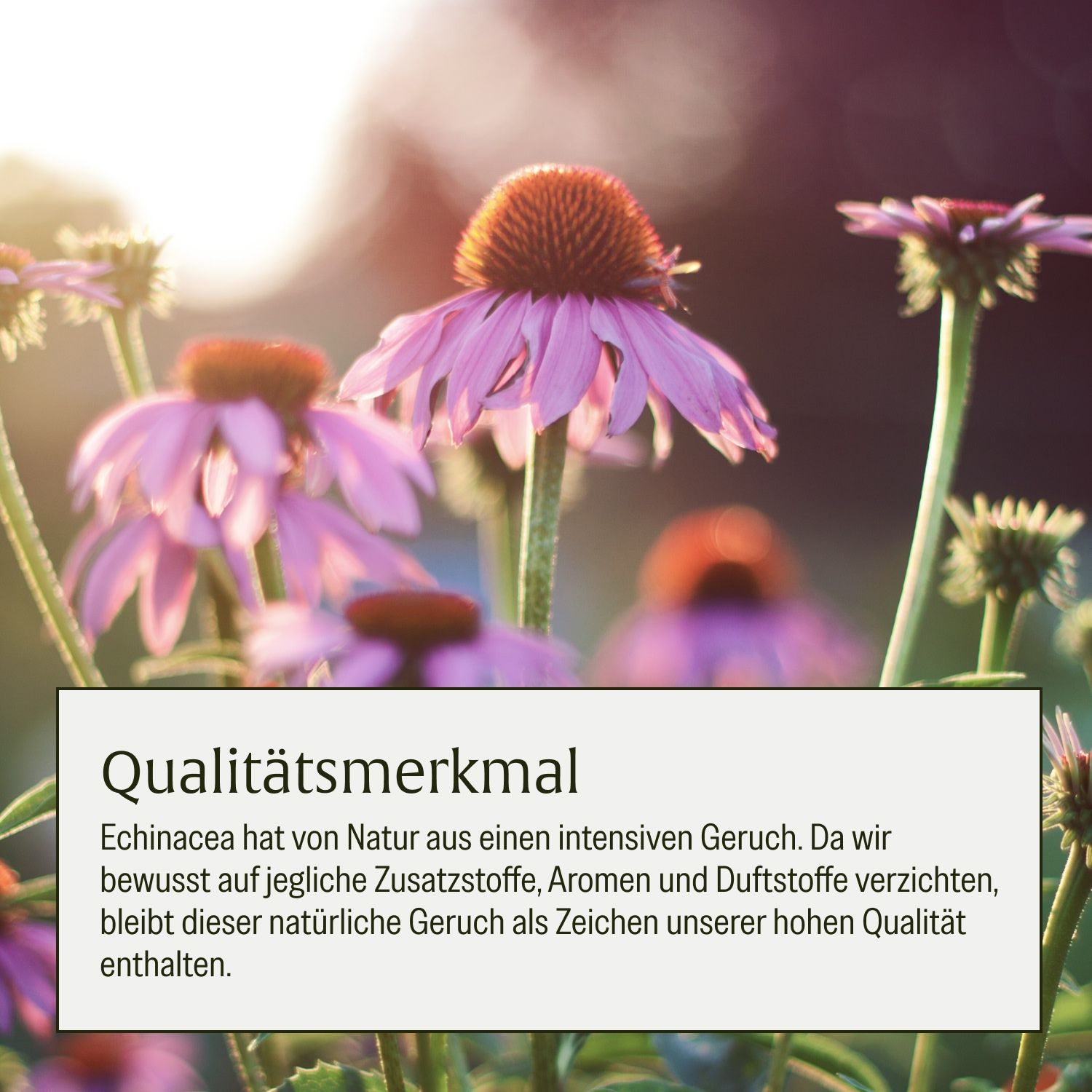 Nahaufnahme von rosa Echinacea-Blüten im Sonnenlicht.