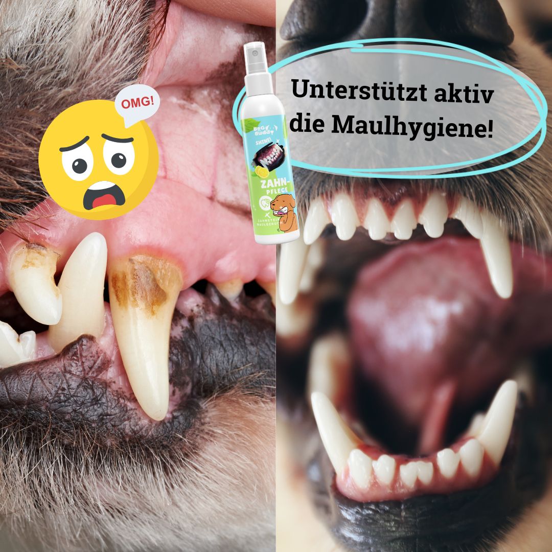 BeG Buddy Zahn weiß Dental Spray, Zahnpflege Hund