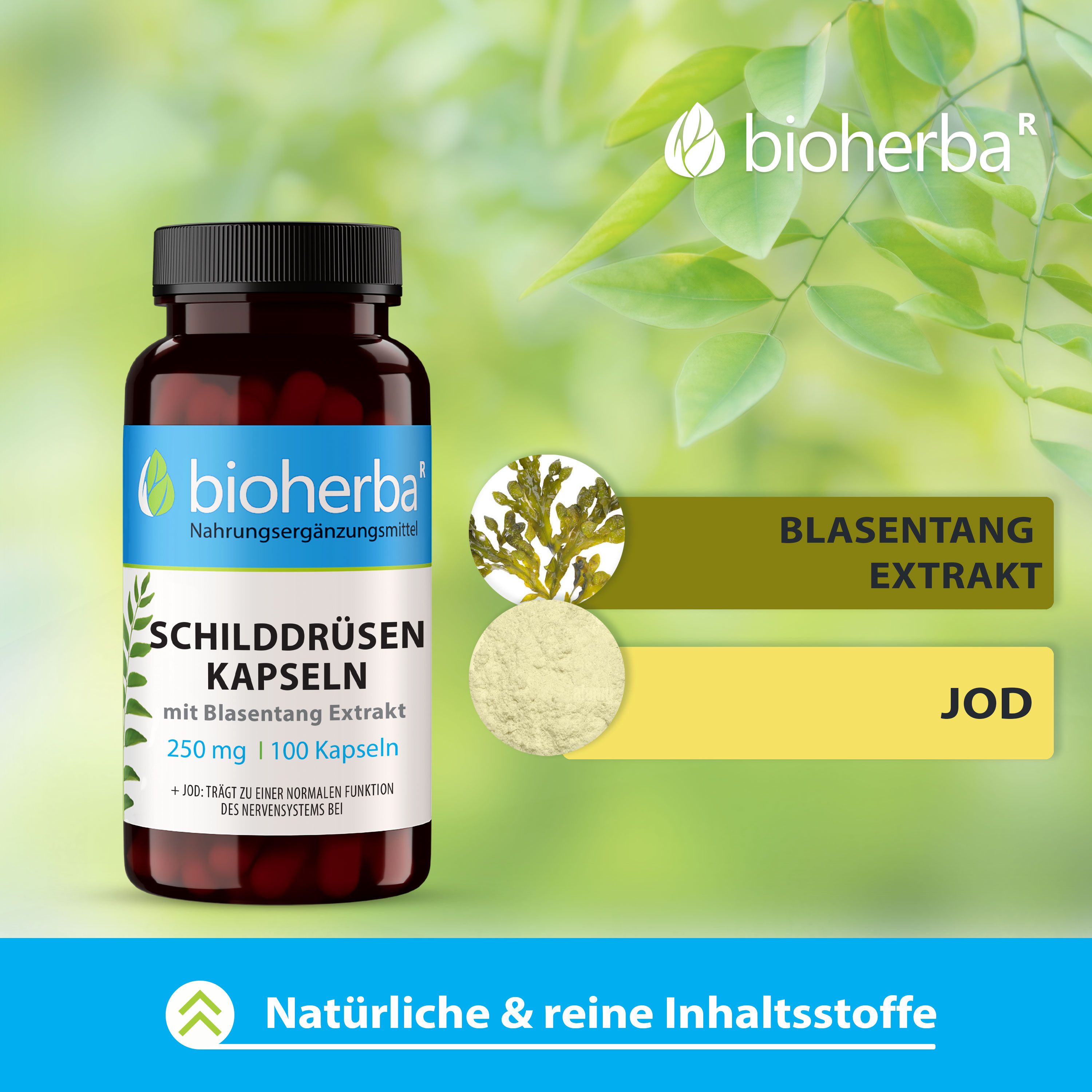 Bioherba Schilddrüsen Kapseln mit Blasentang Extrakt