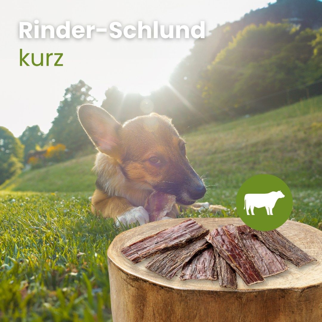 Getrocknete Rinderlungenstreifen auf einem Baumstumpf, ein Hund liegt im Gras.