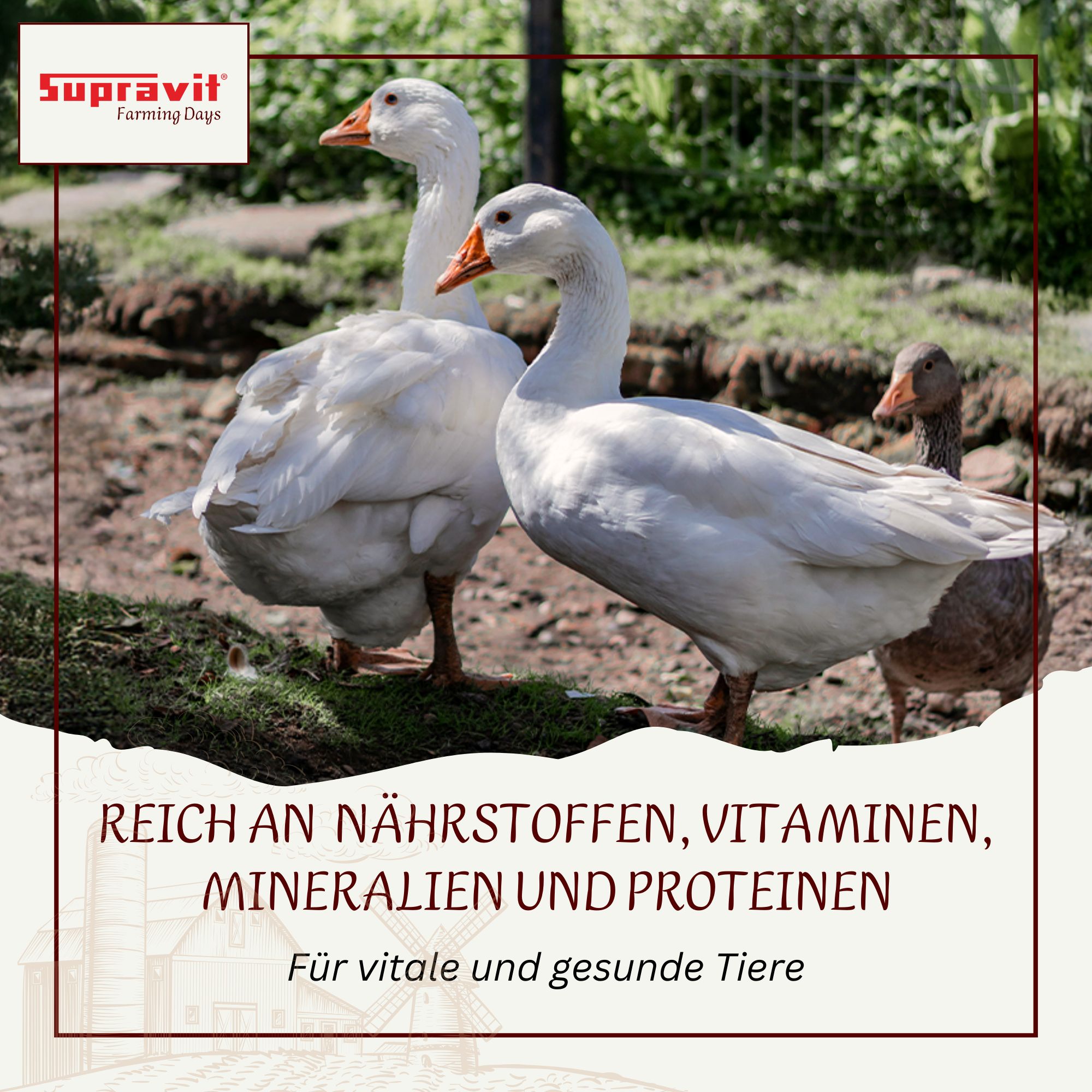 Gänse auf grünem Hintergrund. Text: Reich an Nährstoffen, Vitaminen, Mineralien und Proteinen. Für vitale und gesunde Tiere.