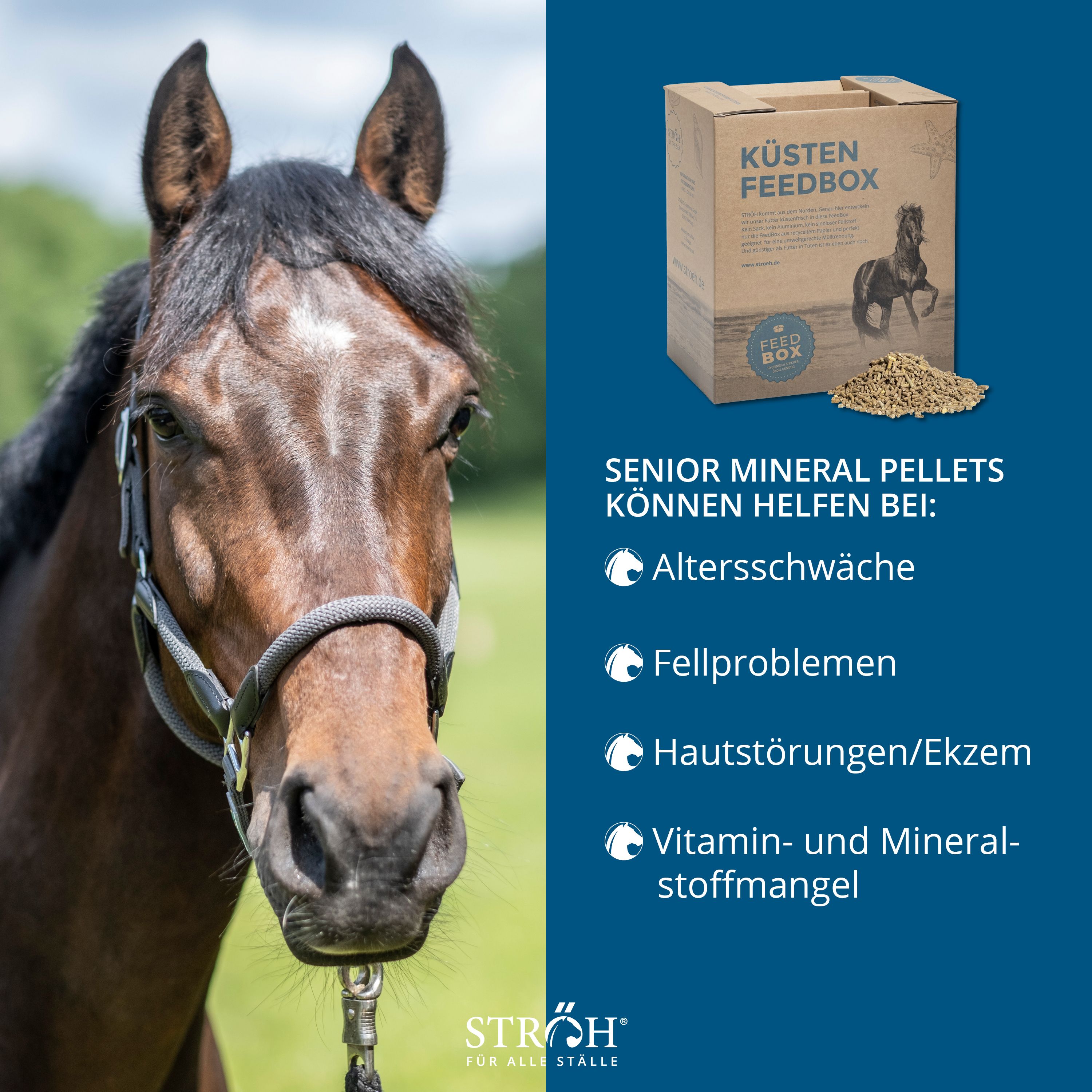 Pferdekopf mit Halfter. Im Hintergrund Karton mit Aufdruck „KÜSTEN FEEDBOX“. Text: SENIOR MINERAL PELLETS. Marke STRÖH.