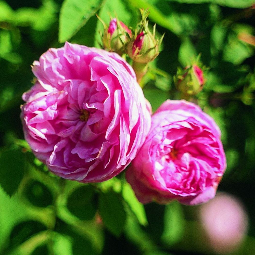 PHI Essences - Provence Rosen Essenz