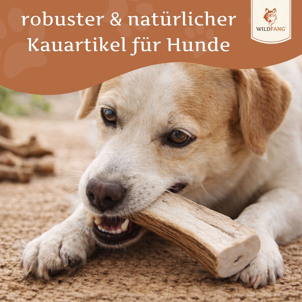 Ein Hund kaut auf einer halben Rothirsch-Kaustange im Freien.