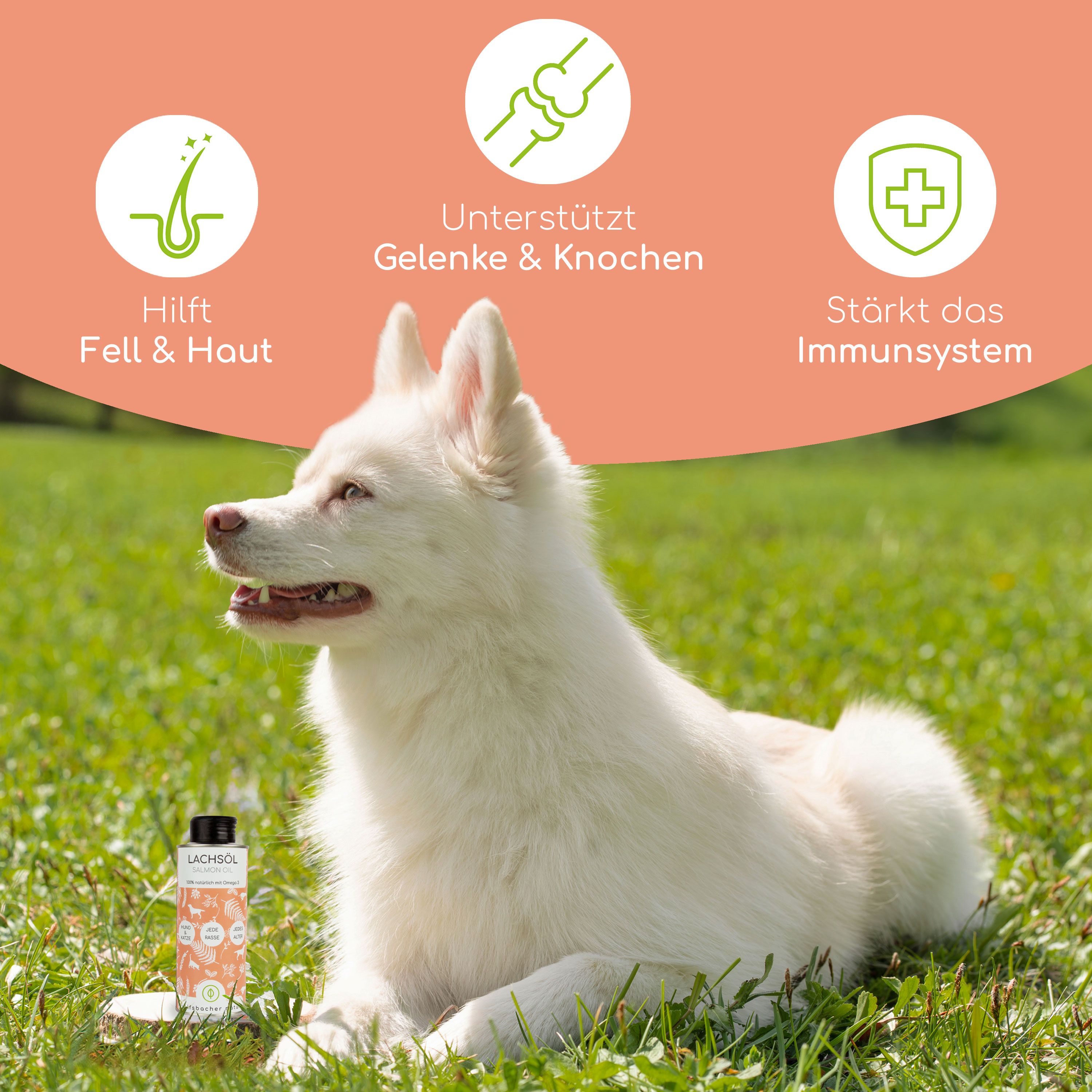 Weißer Hund im Gras. Daneben eine Flasche Lachsöl. Grafiken: Hilft Fell & Haut, Unterstützt Gelenke & Knochen, Stärkt das Immunsystem.