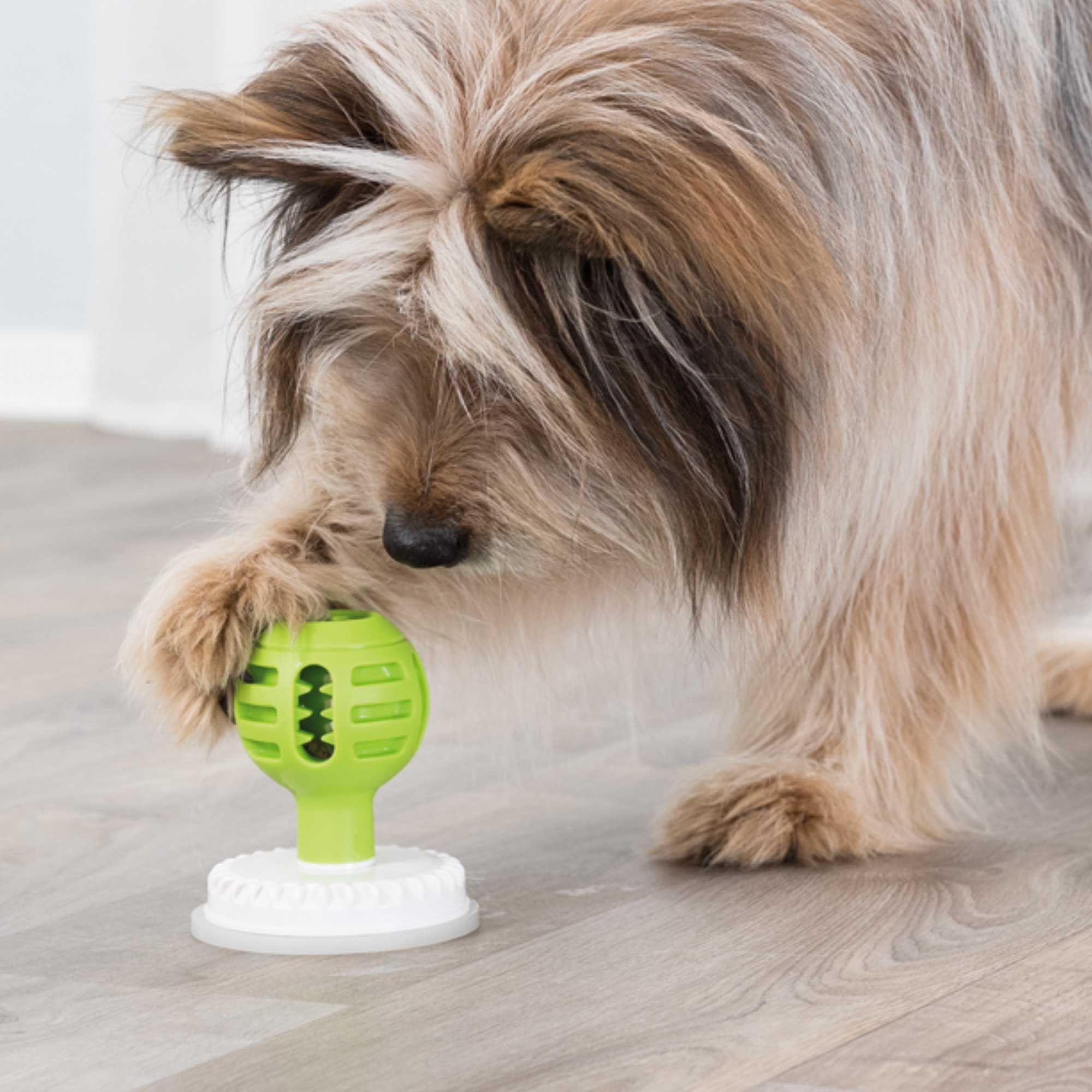 Hund spielt mit grünem Ball auf weißer Basis. Der Ball hat Öffnungen. Der Hund berührt den Ball mit der Pfote.