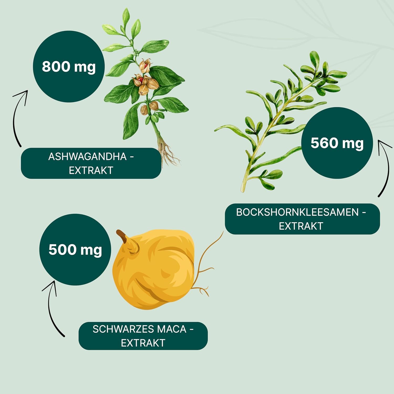 Grafik mit Pflanzenextrakten: Ashwagandha, Bockshornkleesamen, Schwarzes Maca. Mengen: 800mg, 560mg, 500mg.
