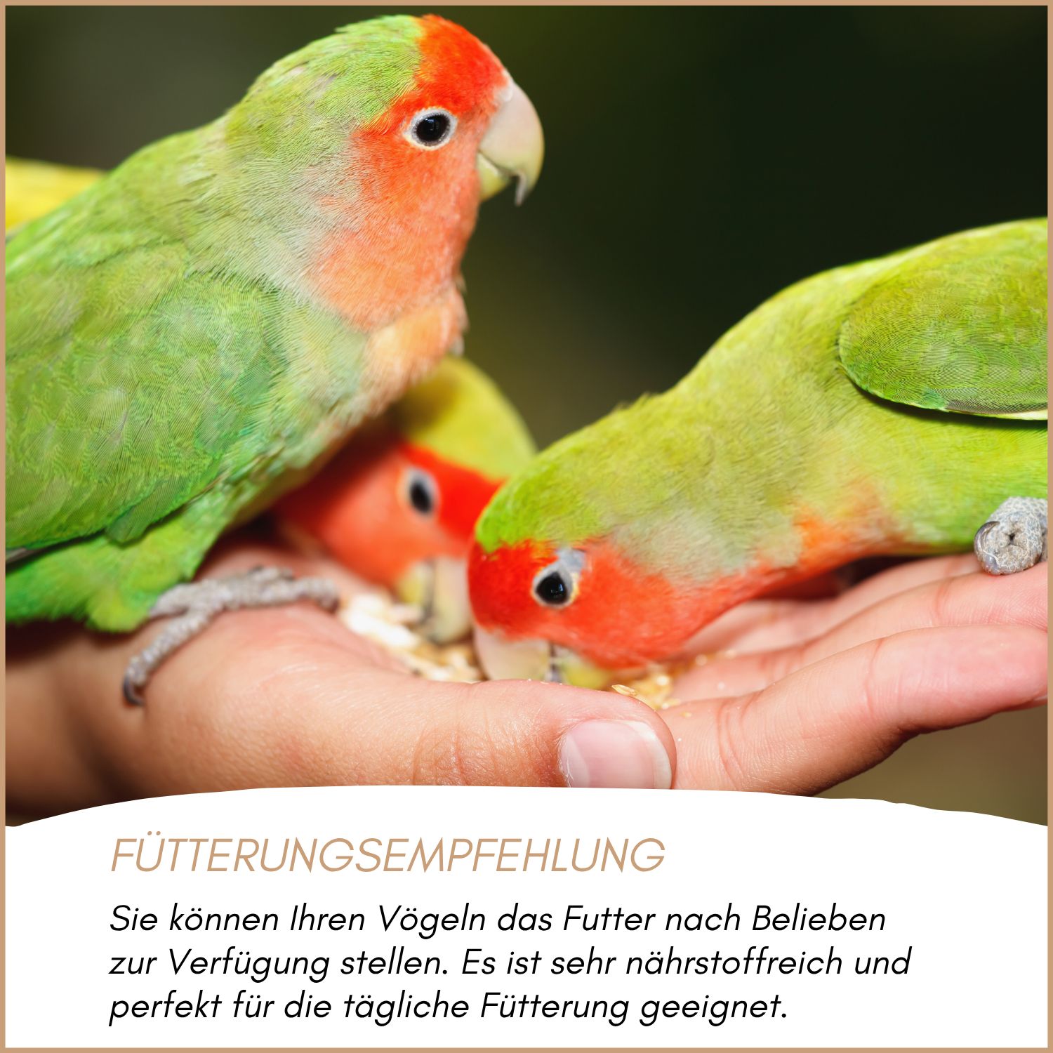 Supravit Agaporniden & Neophemafutter I abwechslungsreiche Mischung aus gesunden Körnern & Saaten