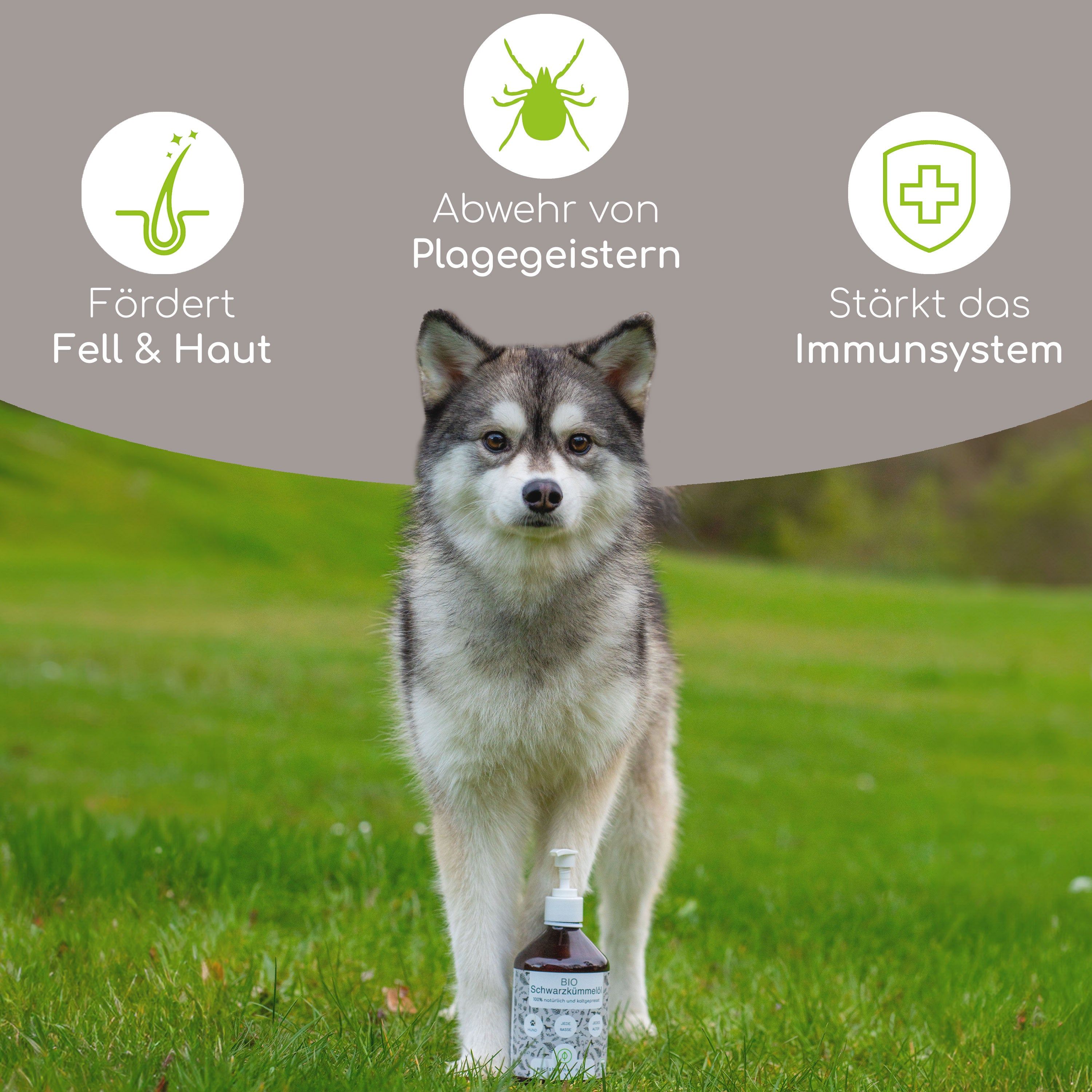 Wolfsbacher Natur Bio Schwarzkümmelöl