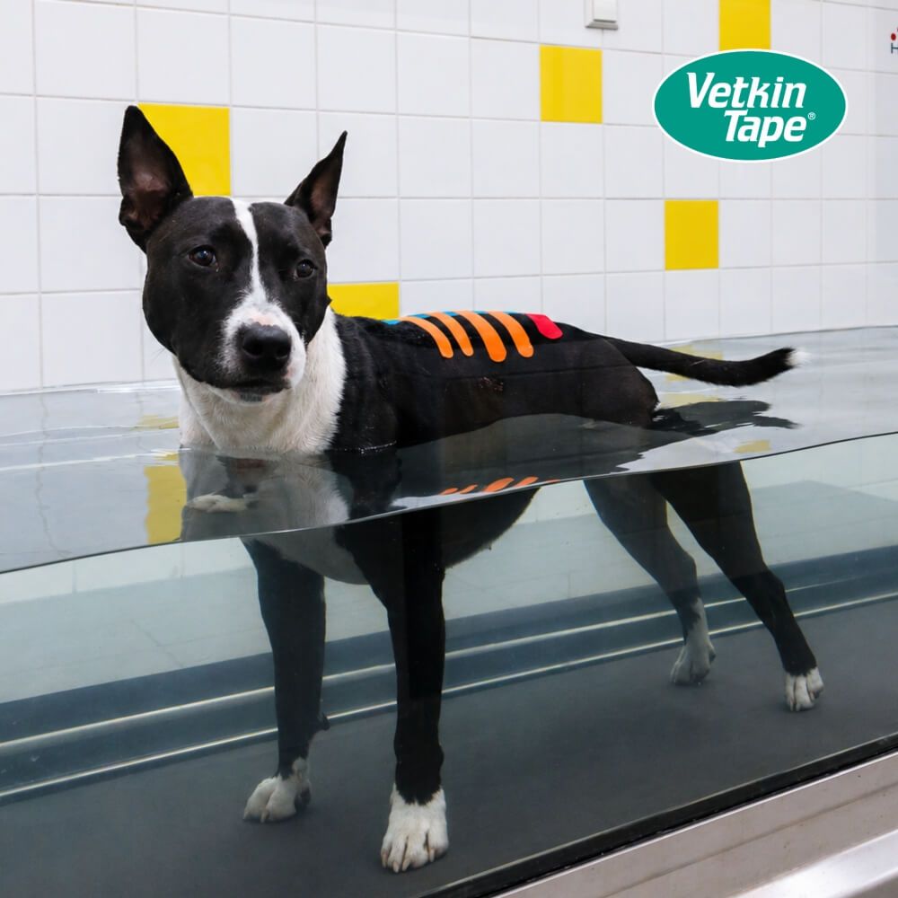 Ein Hund in einem Wasserlauf mit orangefarbenem Kinesiotape auf dem Rücken.