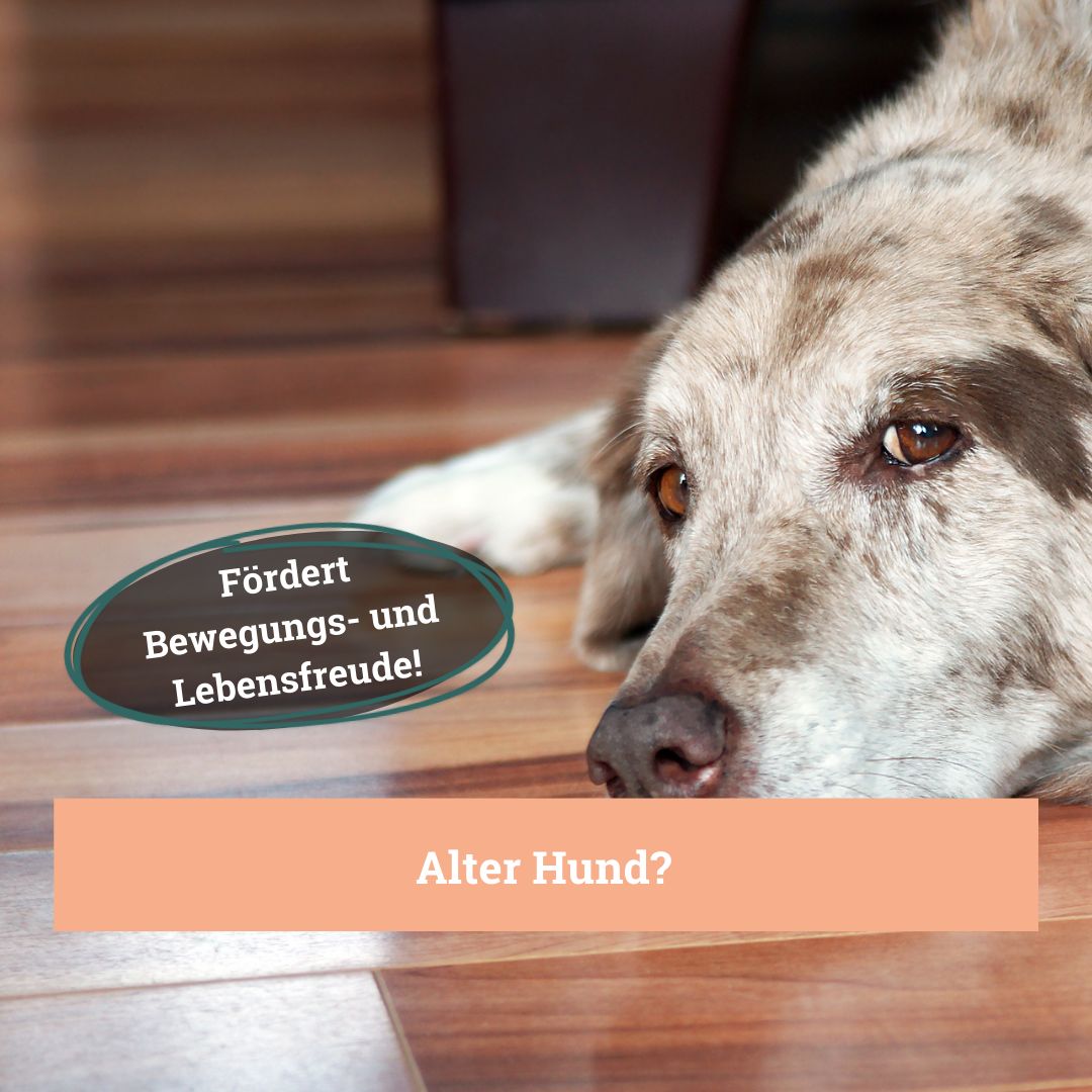 BeG Buddy Gelenktabletten für Hunde, mit Grünlippmuschel