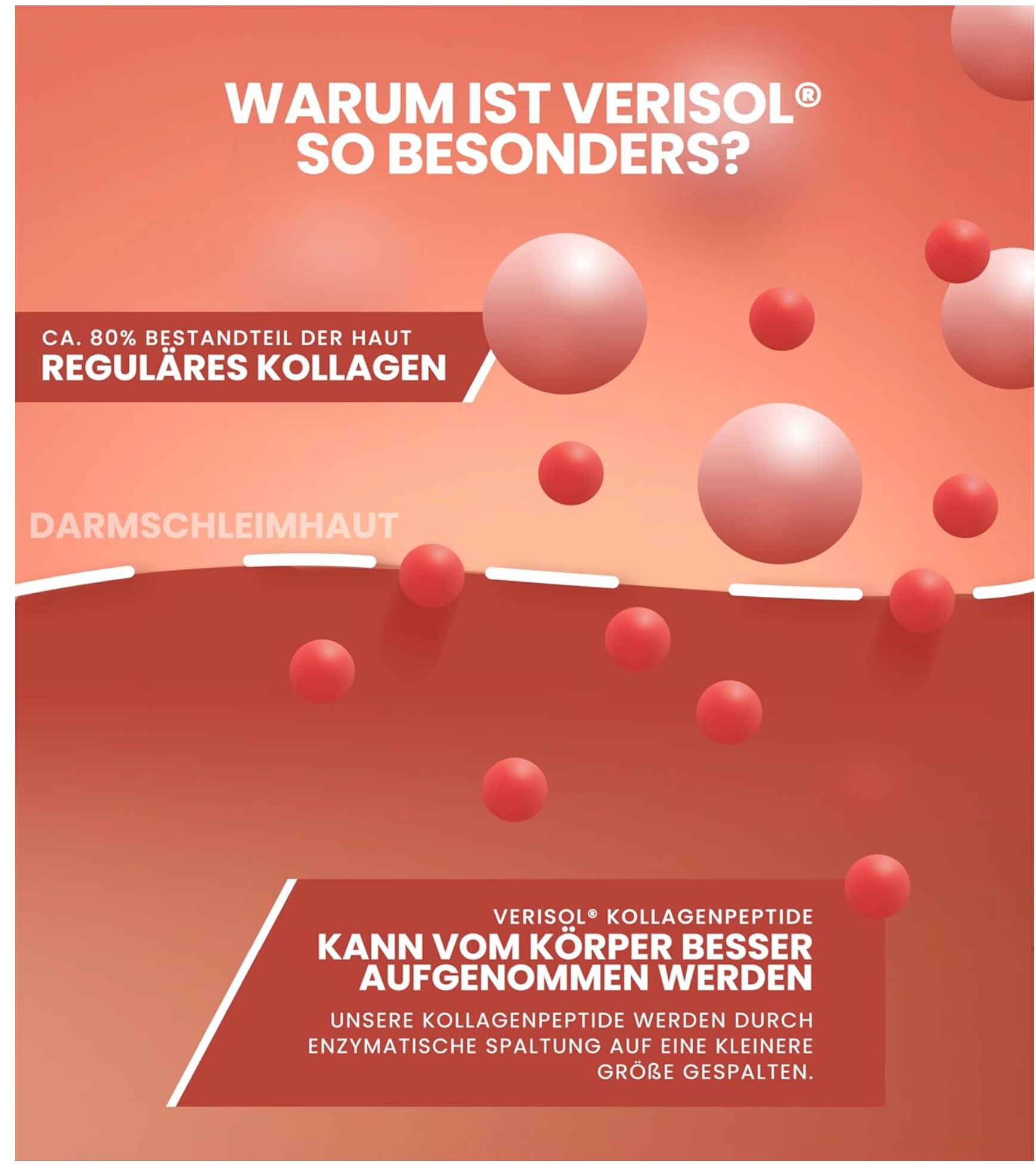 Grafik: Warum ist VERISOL so besonders? Zeigt Kollagen-Peptide, die vom Körper besser aufgenommen werden können.