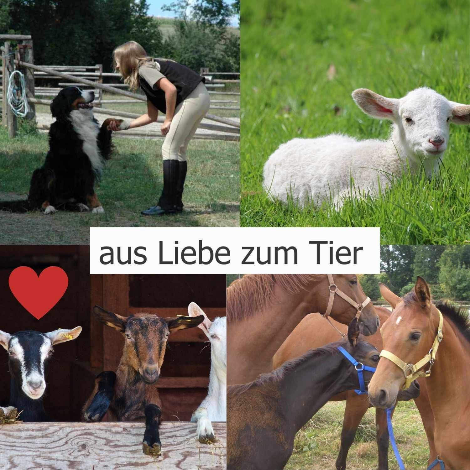 Collage mit Tieren: Hund, Lamm, Ziegen, Pferde. Text: aus Liebe zum Tier.