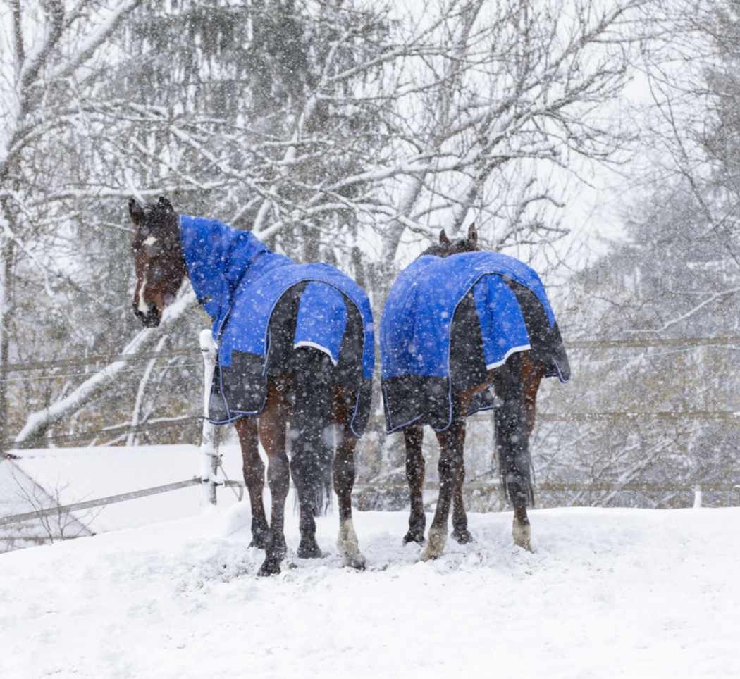 Zwei Pferde mit blauen und schwarzen Outdoordecken im Schnee. Die Decken haben Schnallen.