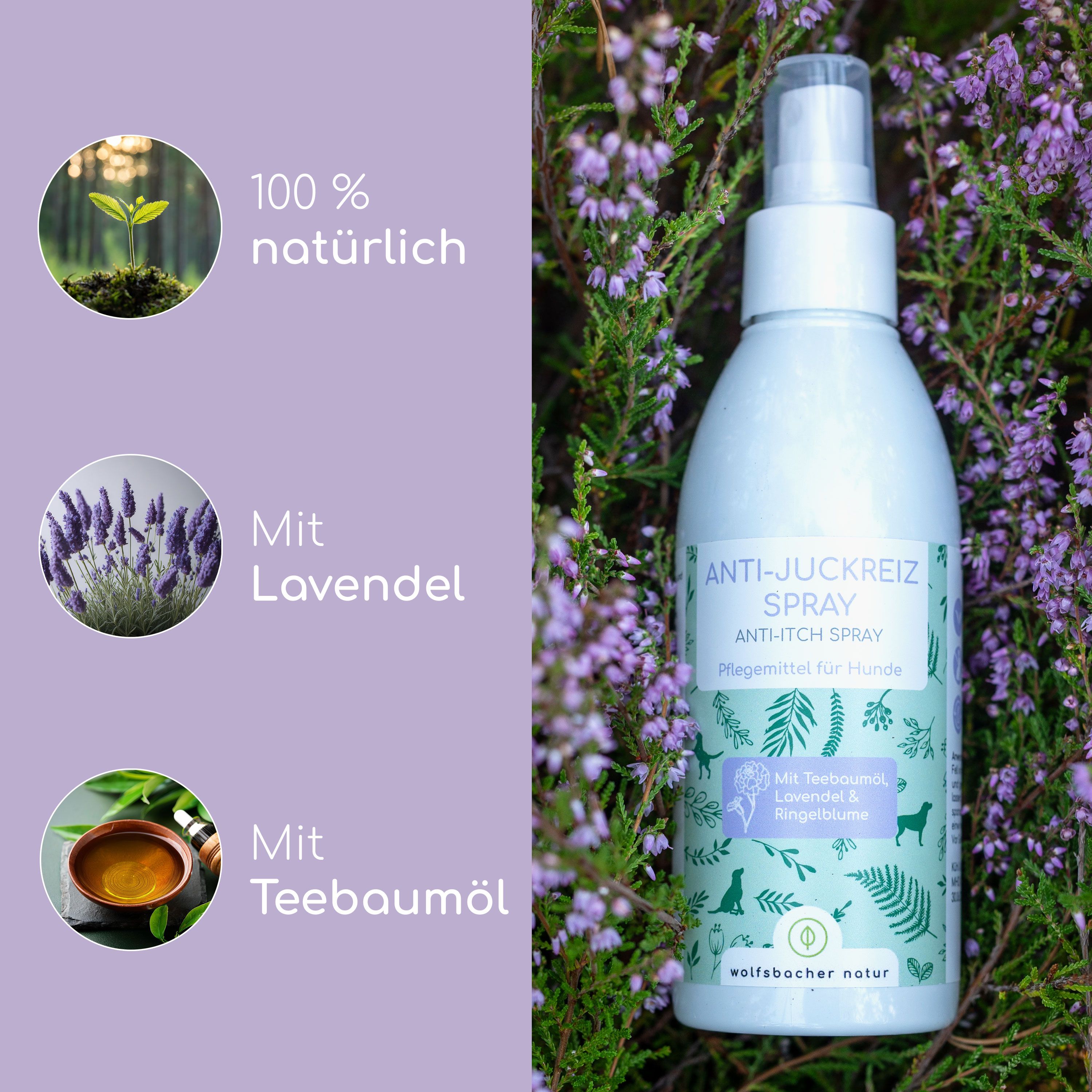 Flasche Anti-Juckreiz Spray neben Lavendel und Teebaumöl. Text: Anti-Juckreiz Spray, mit Teebaumöl, Lavendel & Ringelblume, 100% natürlich.
