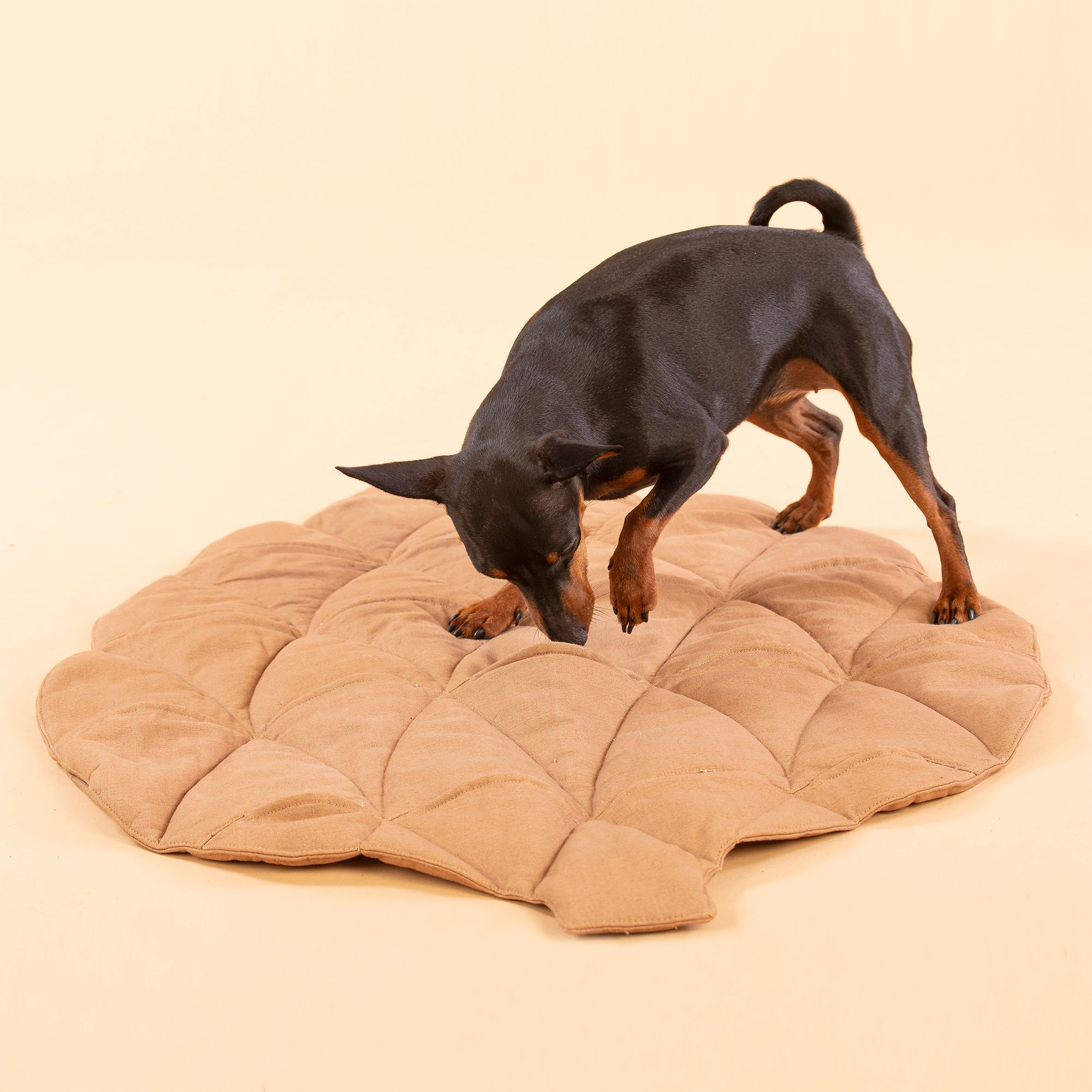 Kleiner Hund auf brauner, kissenförmiger Matte in Zapfenform. Der Hund schnuppert.