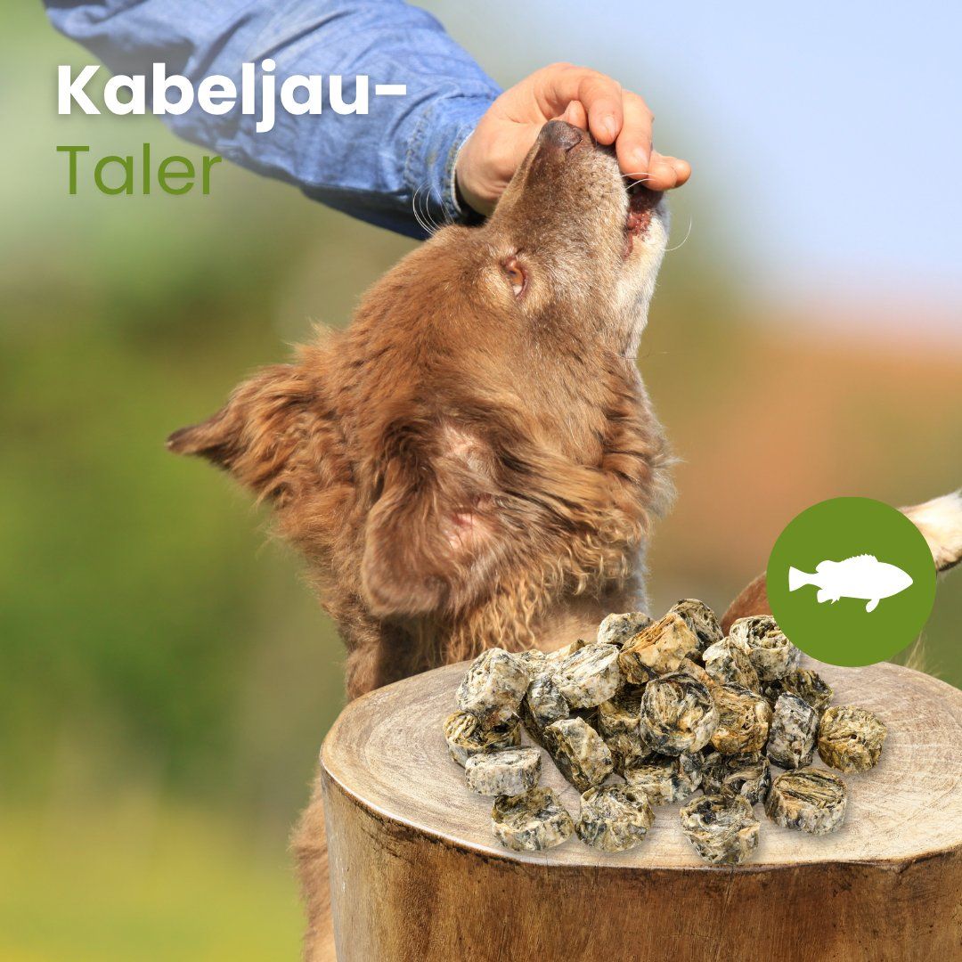 Hund wird von Hand gestreichelt, mit einem Haufen Kabeljau-Taler daneben auf einem Baumstumpf.