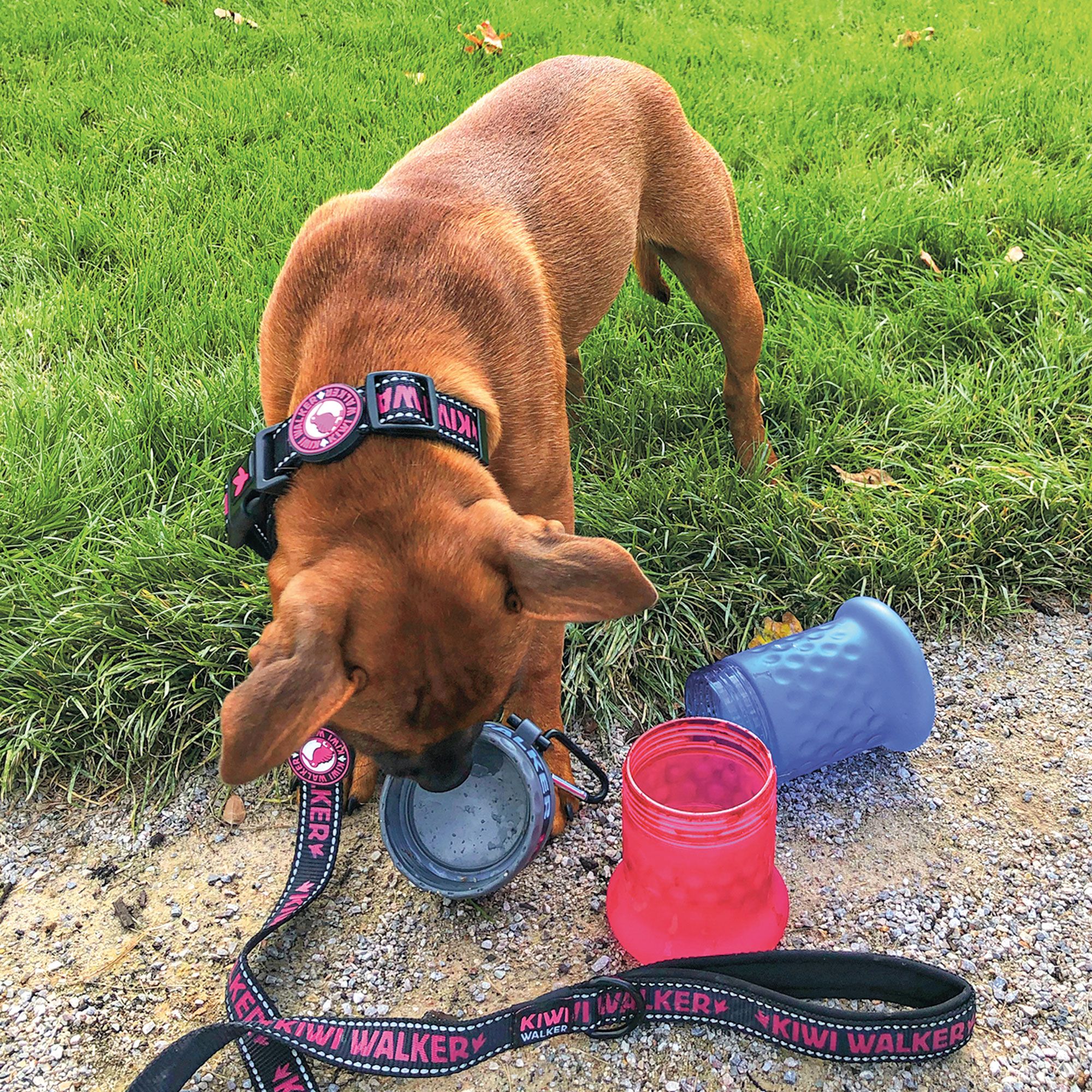 Kiwi Walker Reise Flasche 2in1 - Trinkflasche und Futternapf für Hunde mit Karabiner