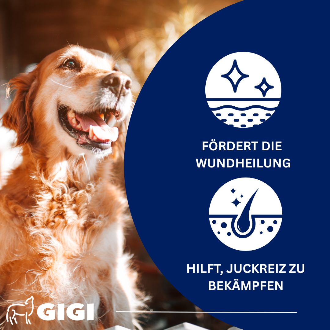 Golden Retriever. Text: Fördert die Wundheilung, hilft, Juckreiz zu bekämpfen. GIGI Logo.