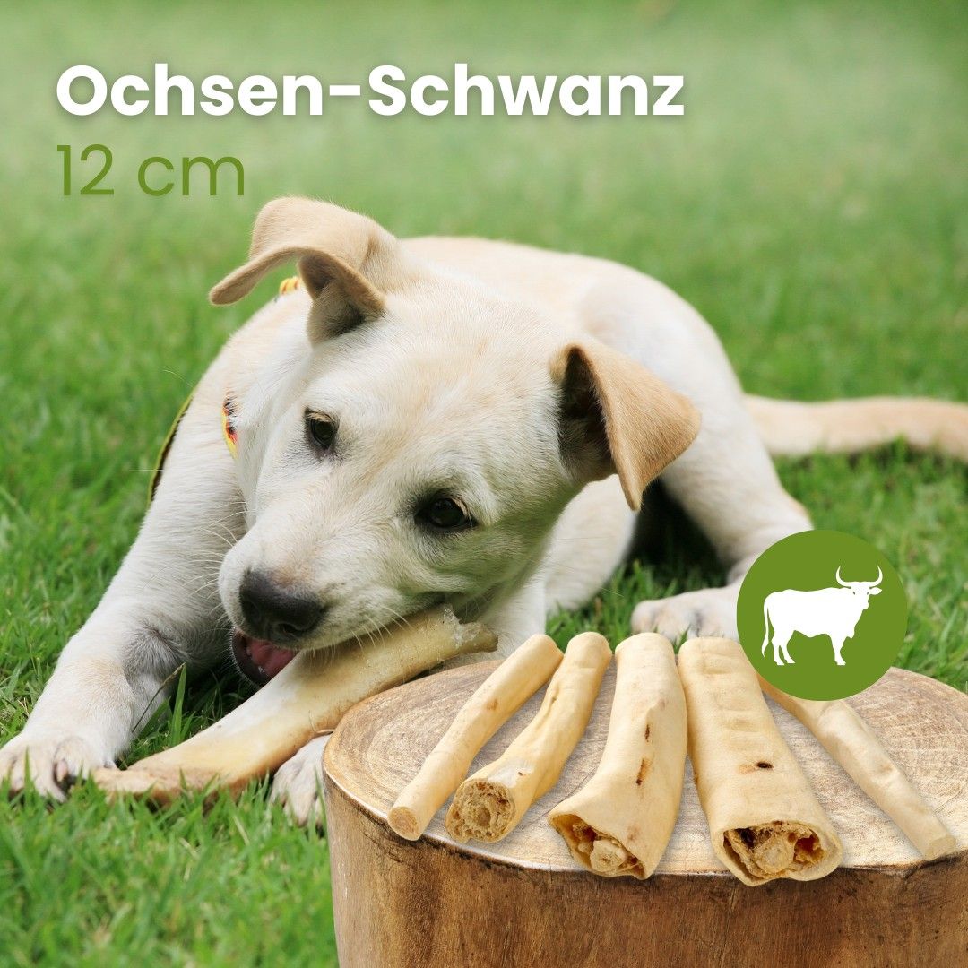 Ein Hund kaut auf einem Ochsenschwanz-Snack im Freien. Ein Kreis zeigt ein Rind-Symbol.
