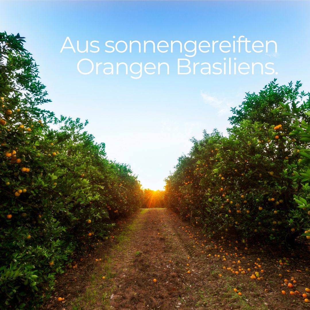 Landschaft mit Orangenbäumen unter blauem Himmel. Text: Aus sonnengereiften Orangen Brasiliens.