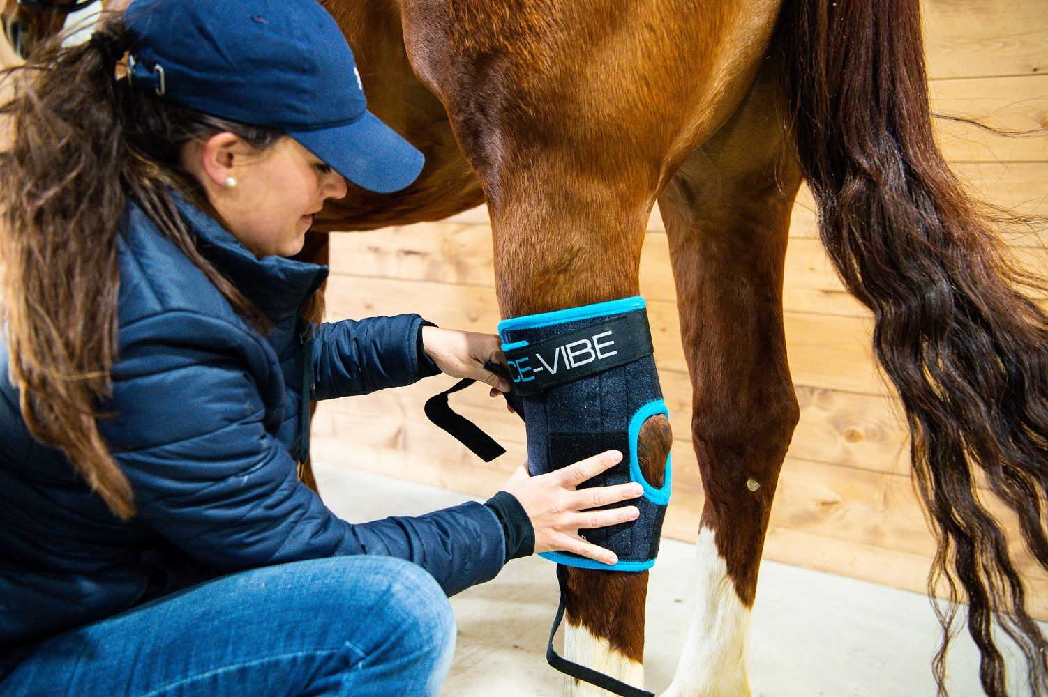 Person setzt Bandage mit blauem Rand an Pferdebein an. Aufschrift ICE-VIBE. Schwarze Bandage. Klettverschlüsse.