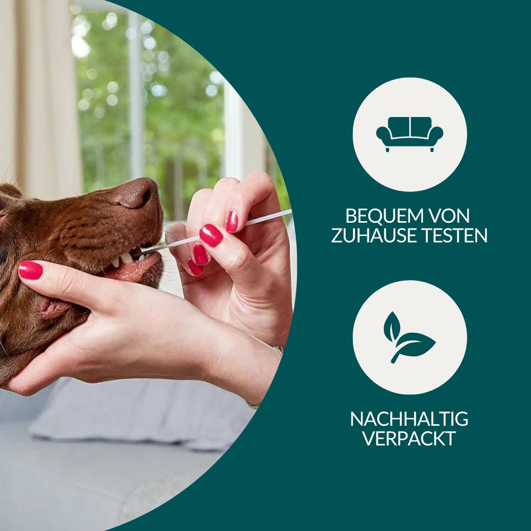 DNA-Analyse für alle Rassen, Eigenschaften und Stammbaum.